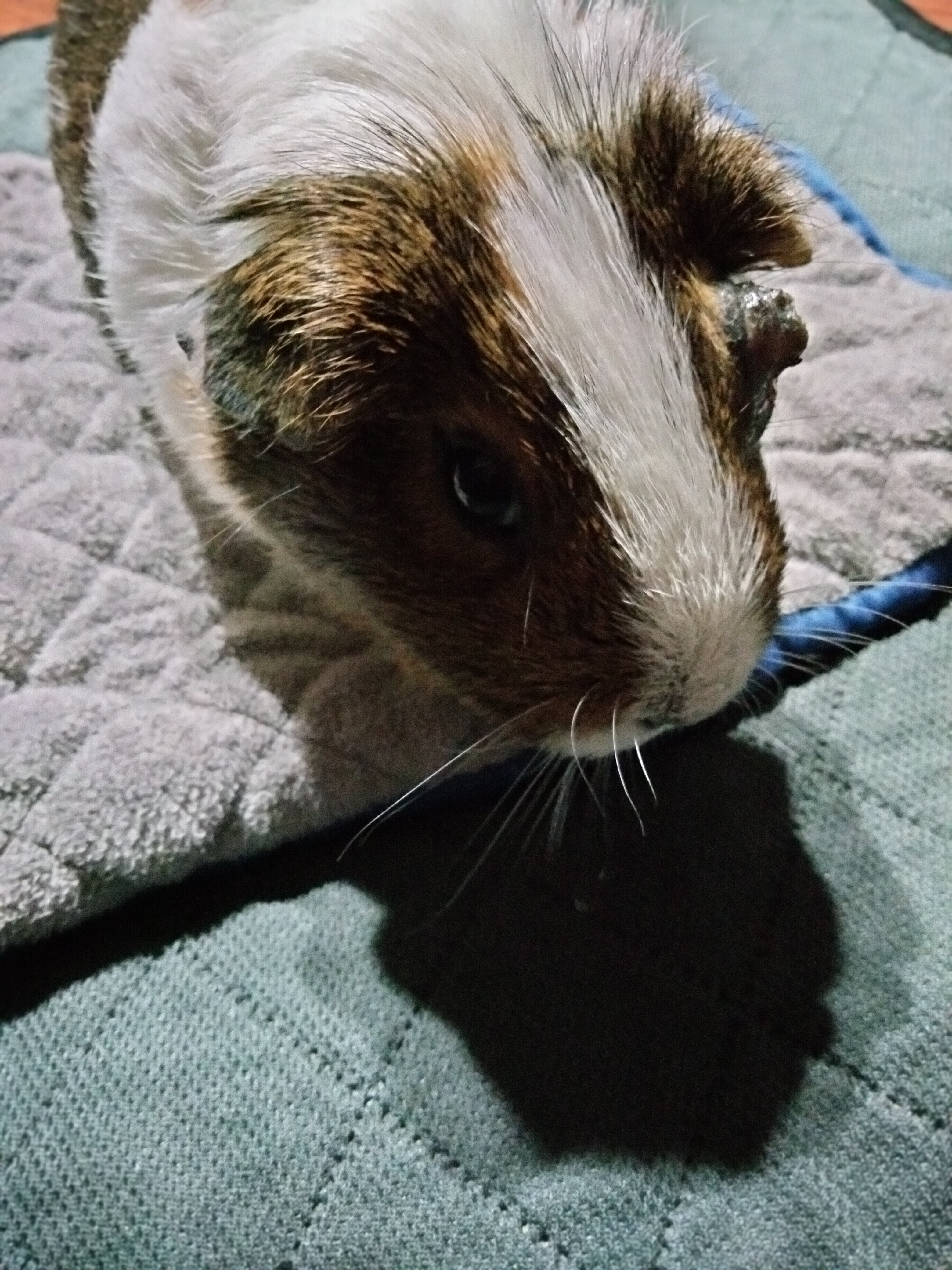 Support Rhino's Surgery with Cassidy & Westley campaign photo, 5 of 8