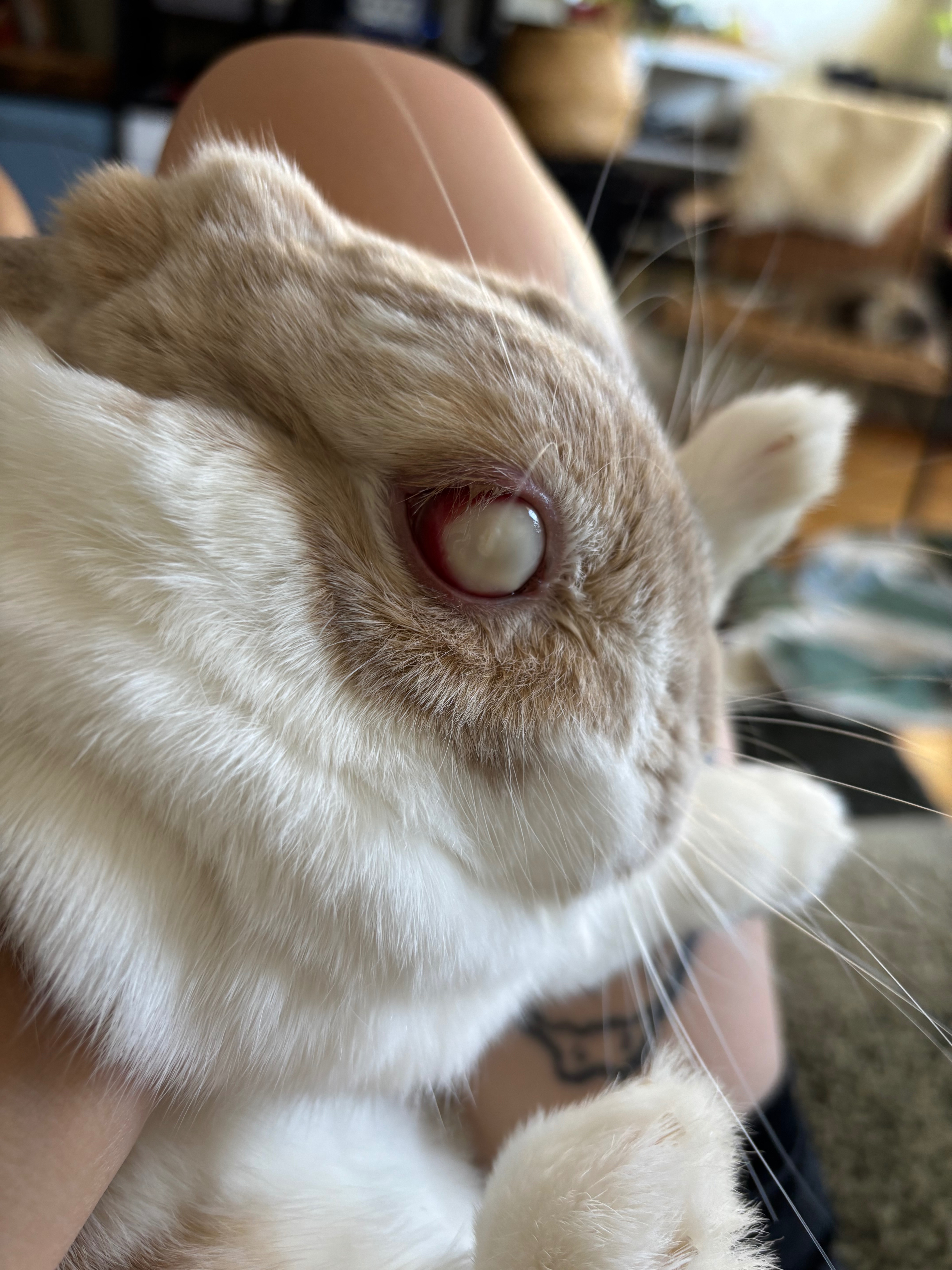 August’s Eye Removal Surgery campaign photo, 4 of 8