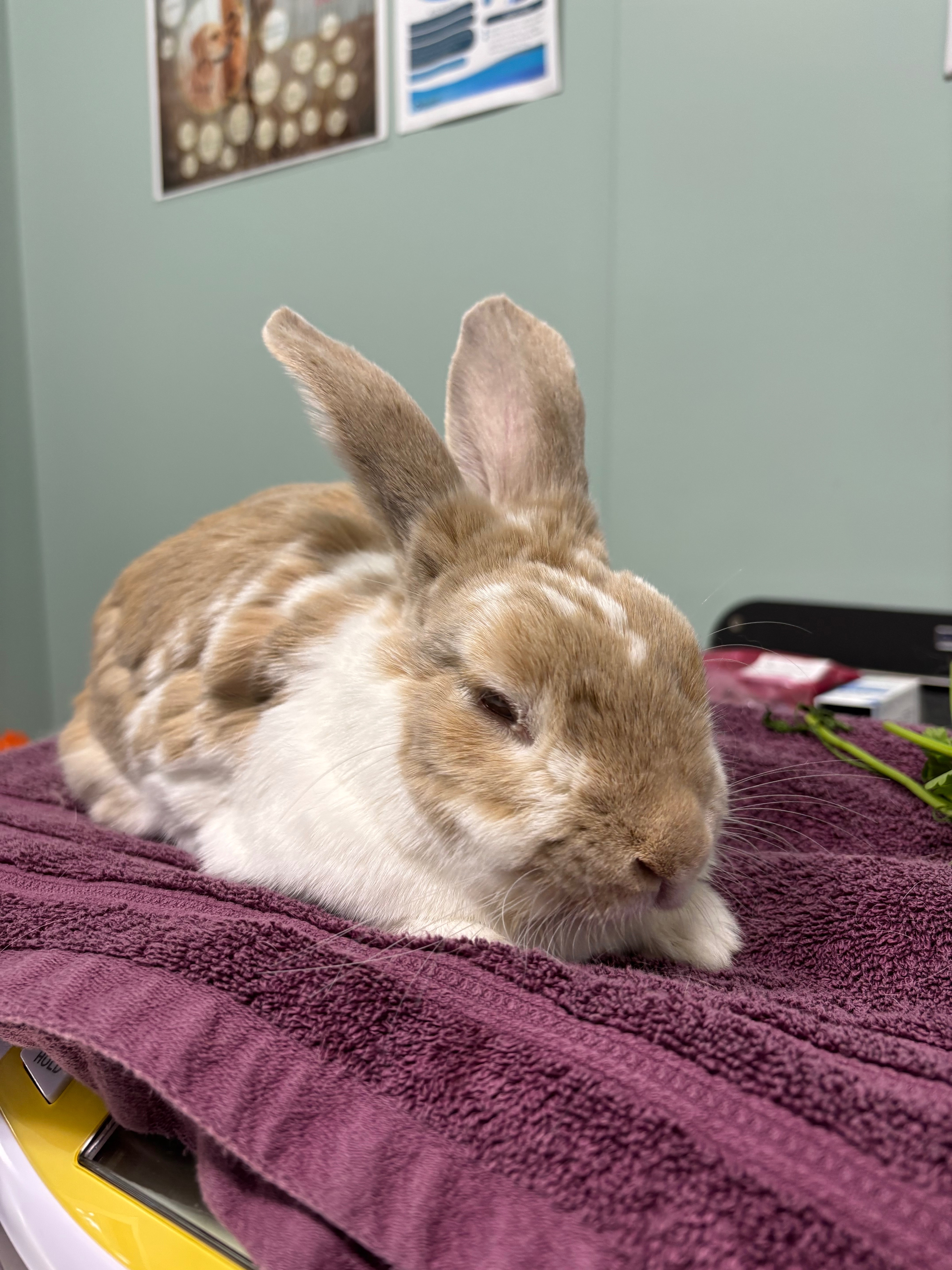August’s Eye Removal Surgery campaign photo, 5 of 8