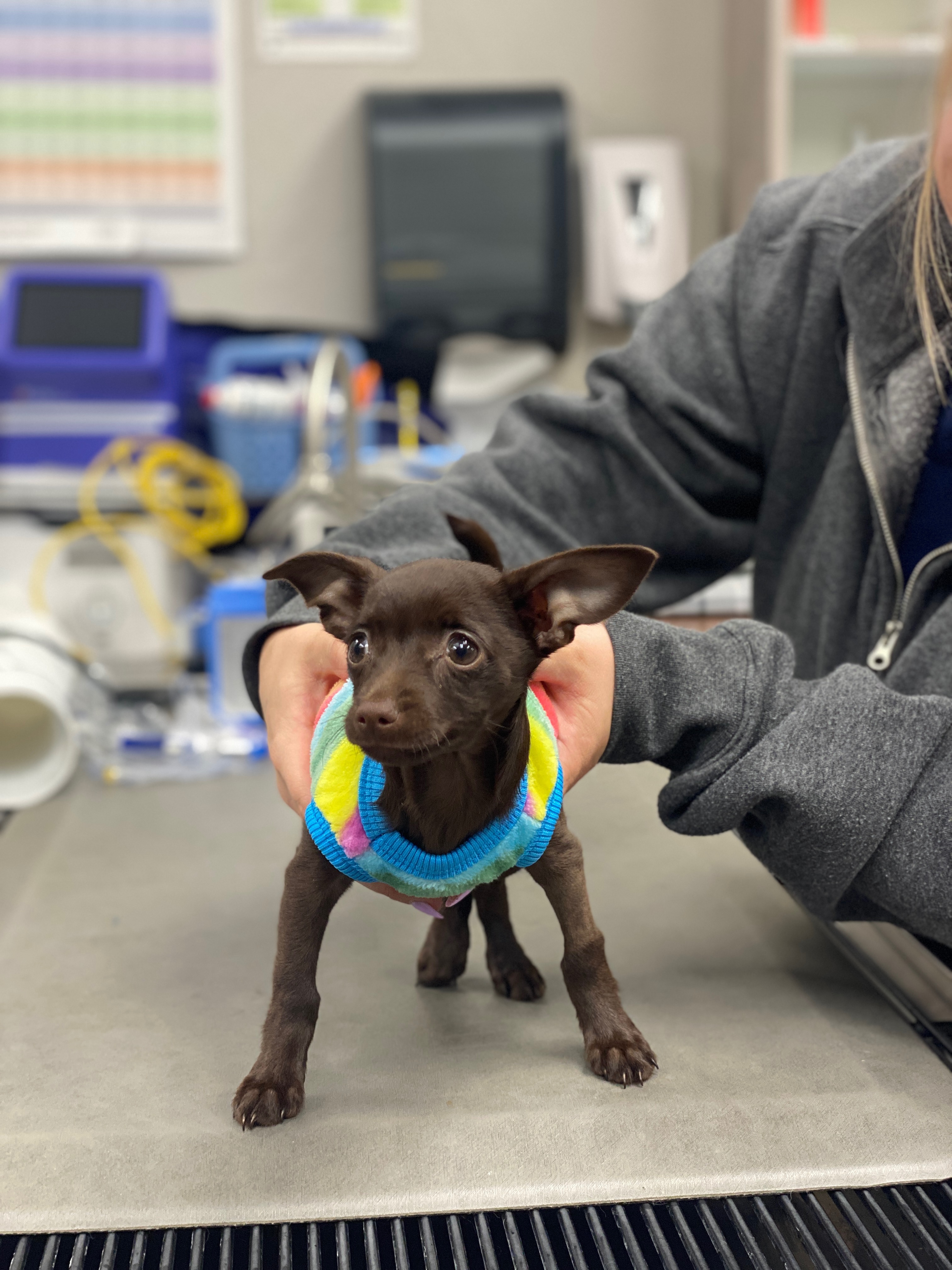 Help with Paco’s amputation campaign photo, 7 of 8