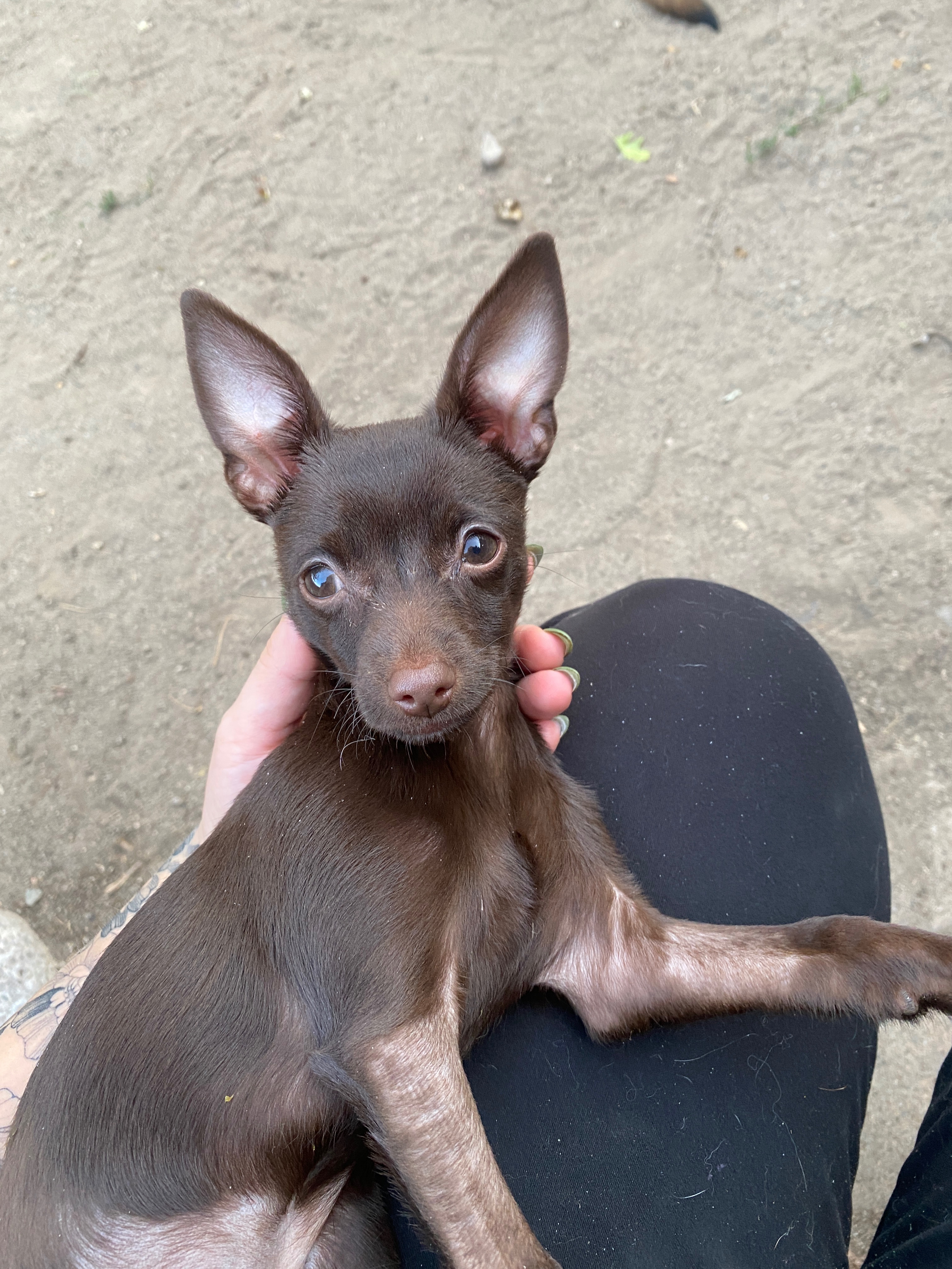 Help with Paco’s amputation campaign photo, 2 of 8