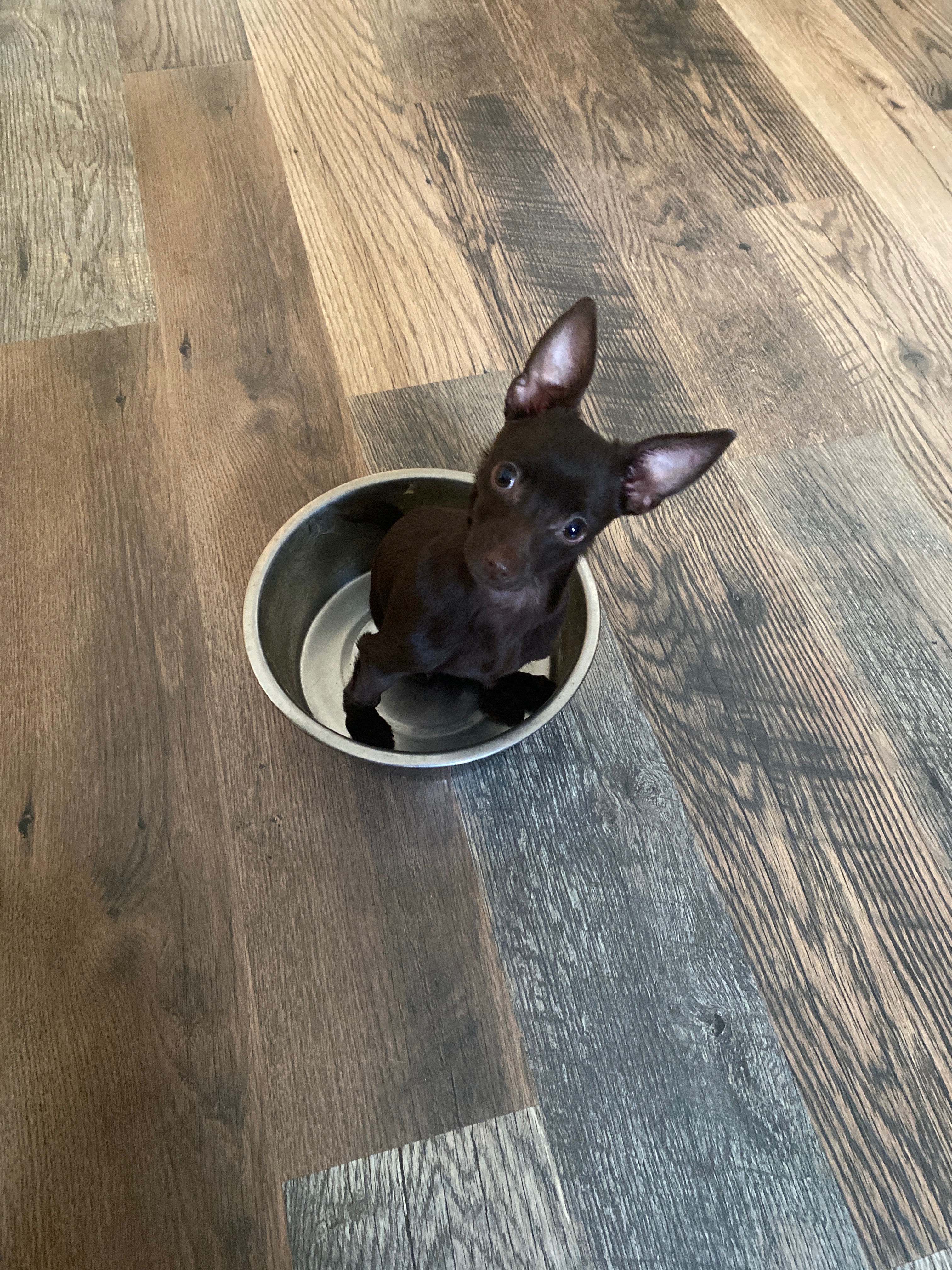 Help with Paco’s amputation campaign photo, 4 of 8