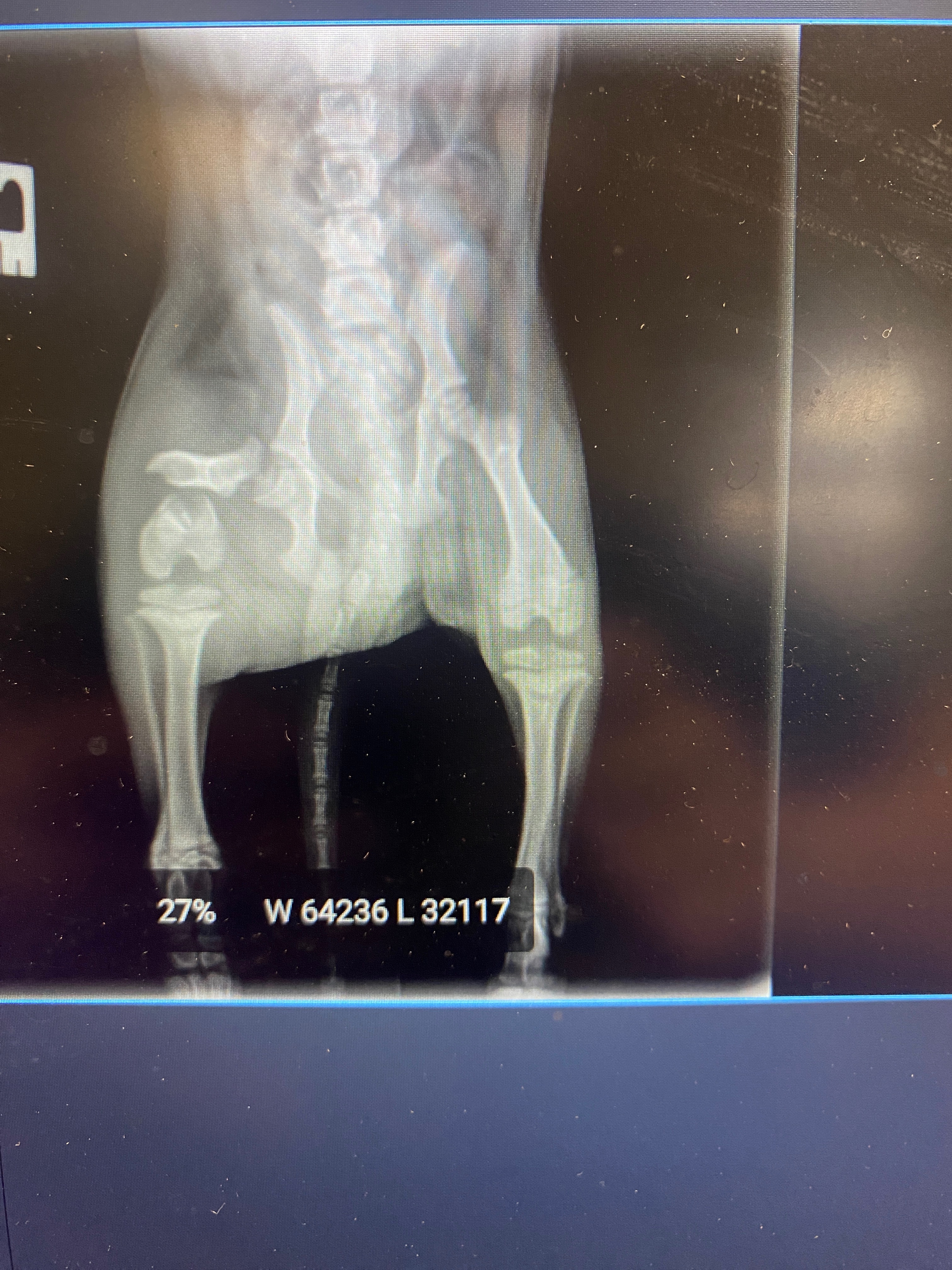 Help with Paco’s amputation campaign photo, 5 of 8