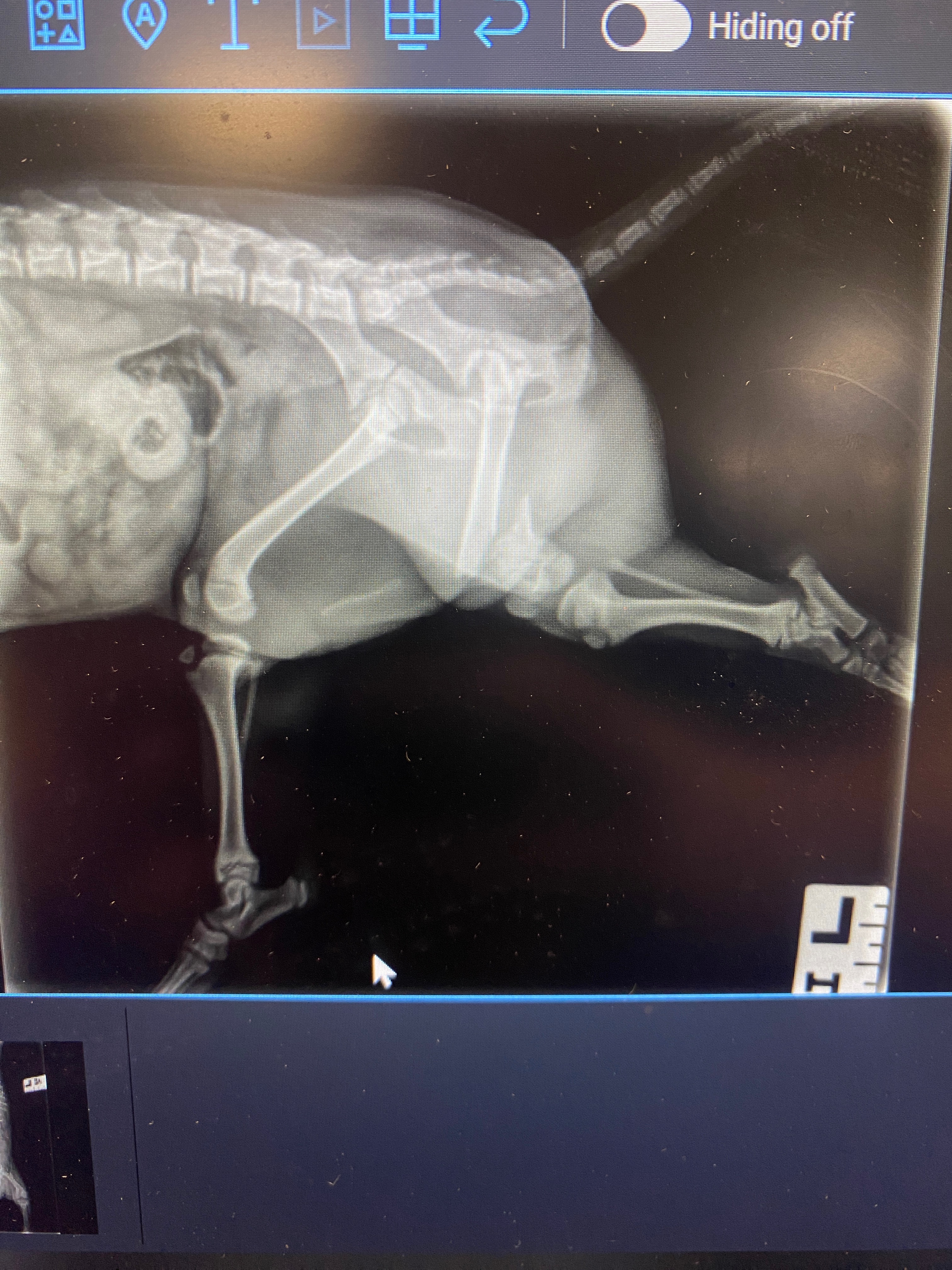 Help with Paco’s amputation campaign photo, 6 of 8