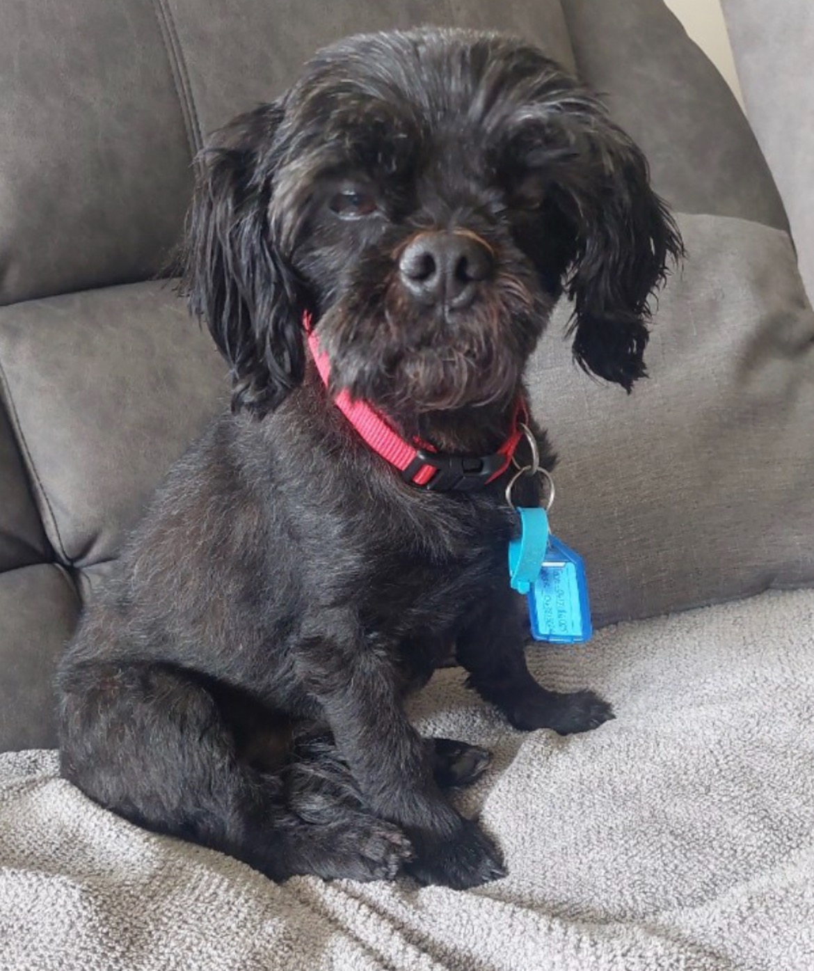 Help rescue dog Bruce with his ACL repair! campaign photo, 5 of 6