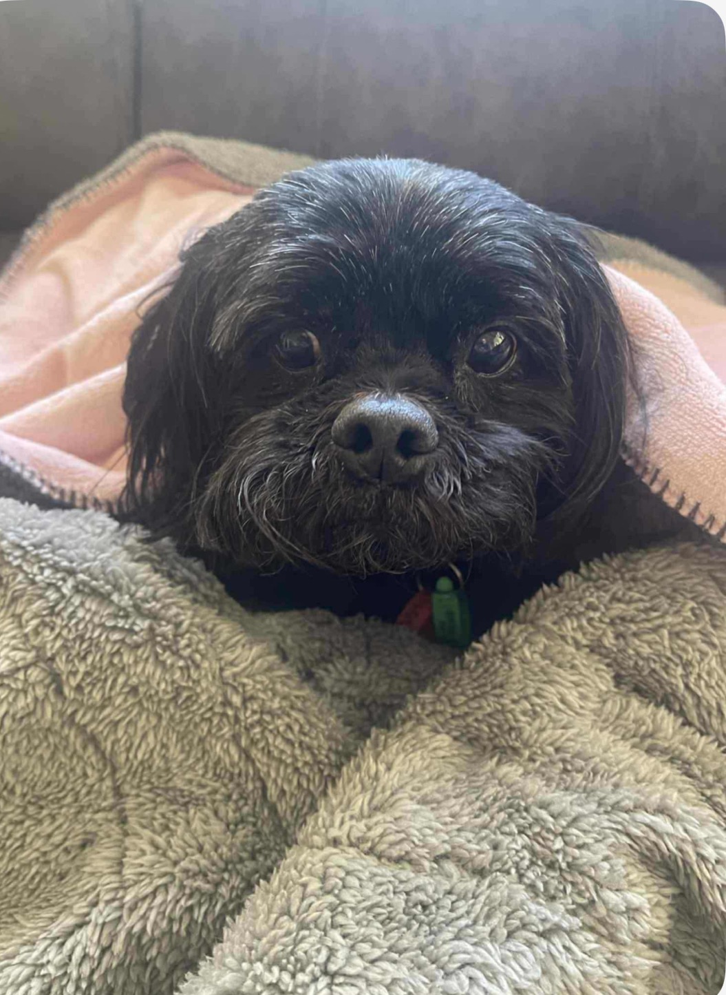 Help rescue dog Bruce with his ACL repair! campaign photo, 2 of 6