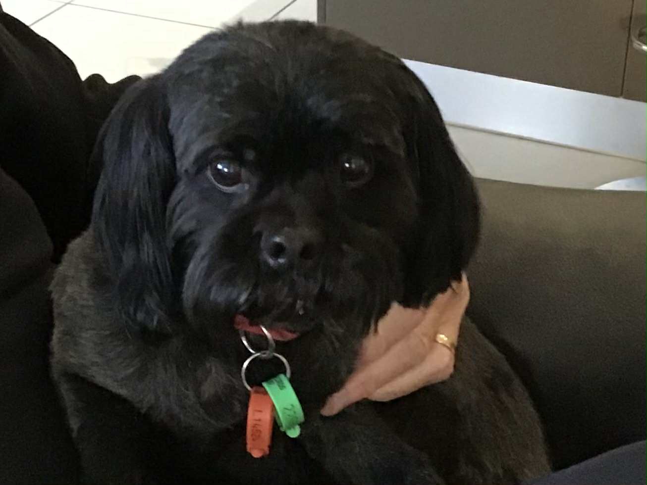 Help rescue dog Bruce with his ACL repair! campaign photo, 4 of 6