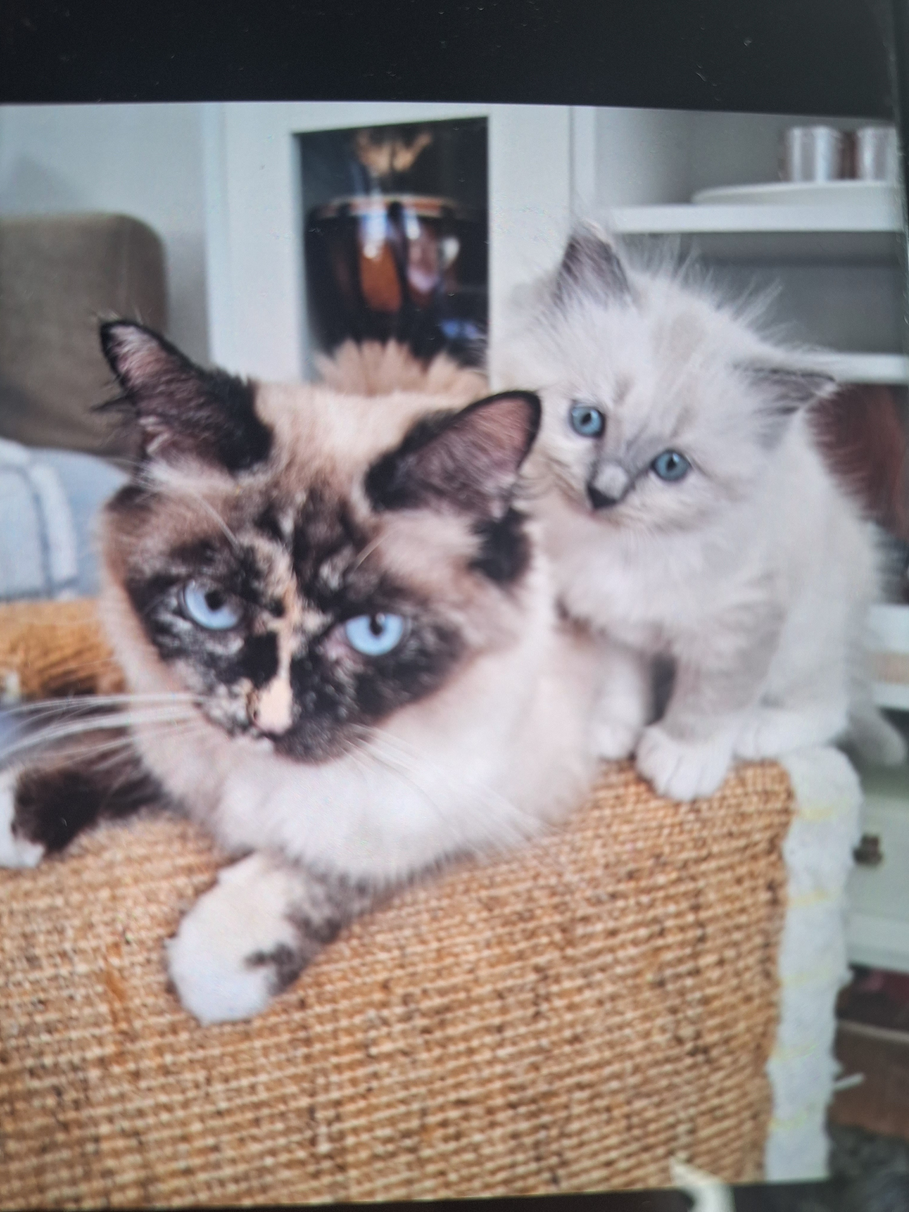 User-uploaded image 1