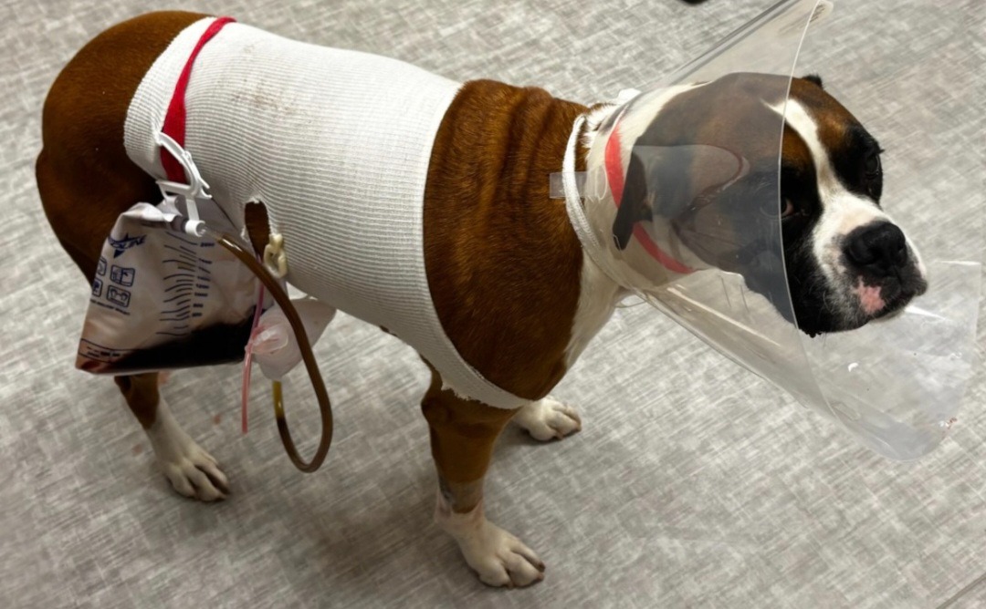 THANK YOU for helping us heal "our" beloved boxer Kramer campaign photo, 6 of 7