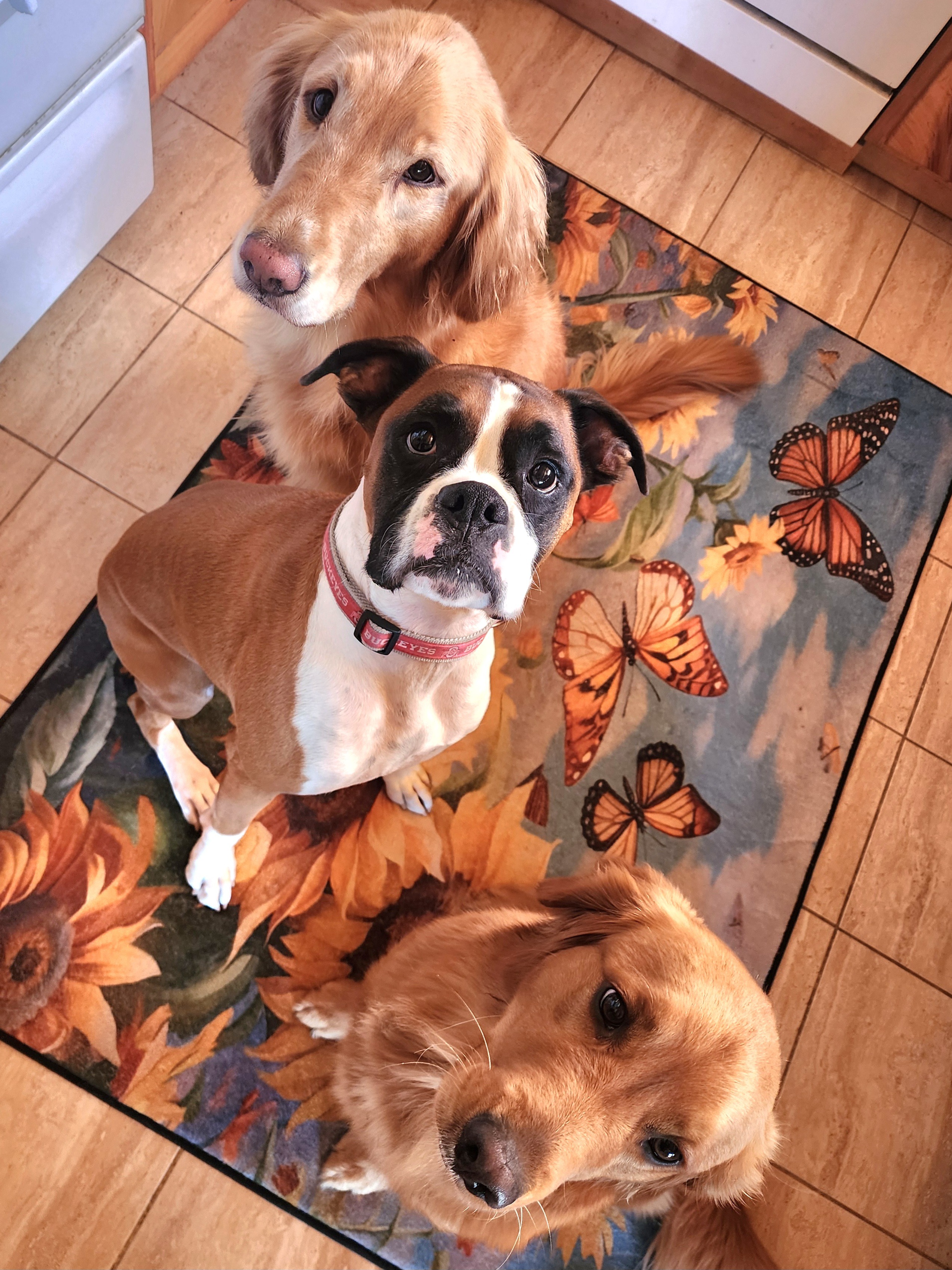 THANK YOU for helping us heal "our" beloved boxer Kramer campaign photo, 2 of 7