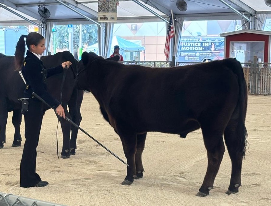 Donate to Isabella's Senior Year Steer Success campaign photo, 2 of 8