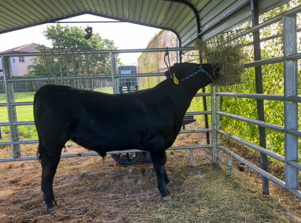 Donate to Isabella's Senior Year Steer Success campaign photo, 5 of 8