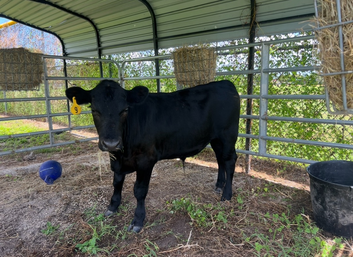 Donate to Isabella's Senior Year Steer Success campaign photo, 4 of 8