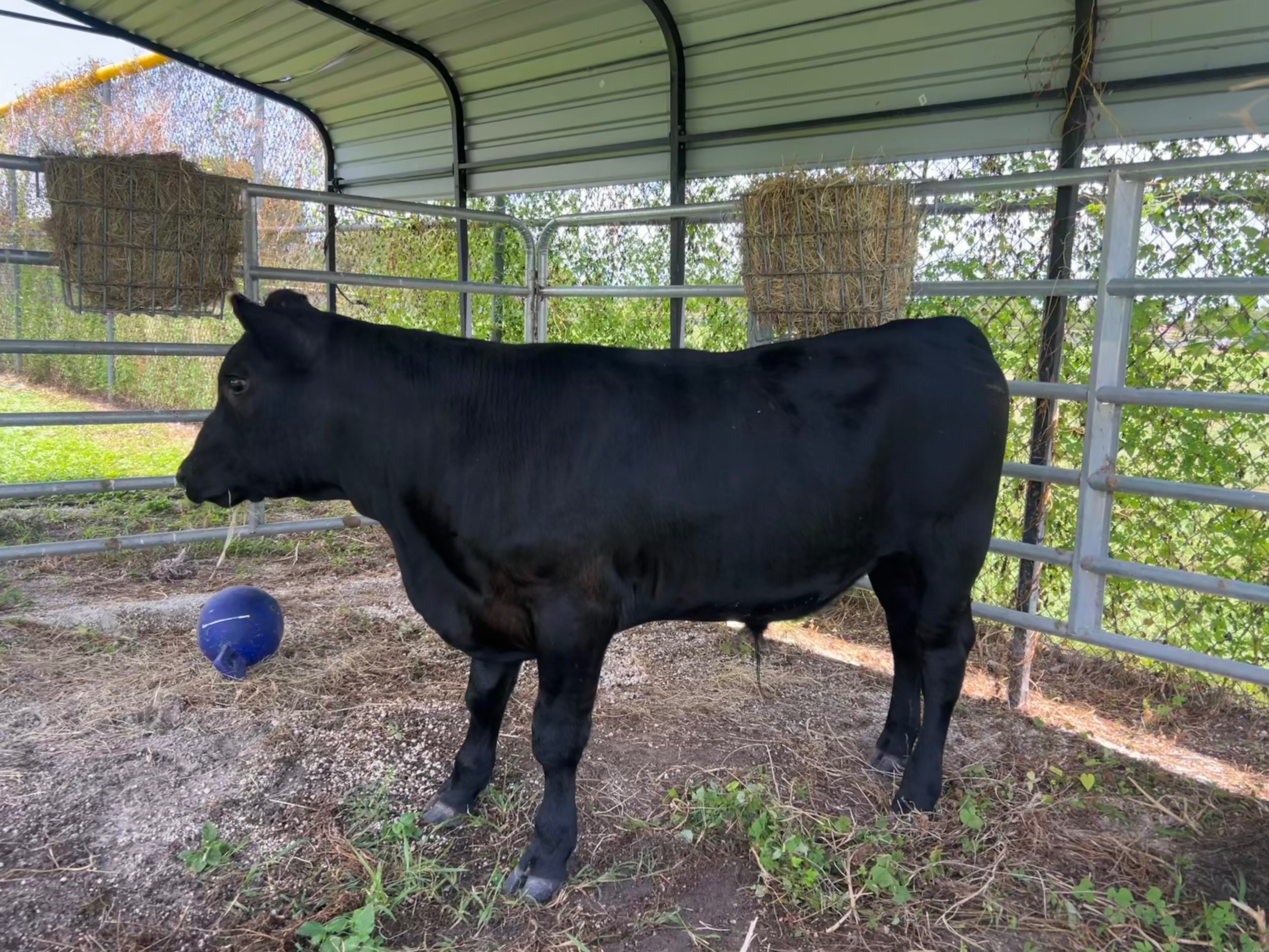 Donate to Isabella's Senior Year Steer Success campaign photo, 6 of 8