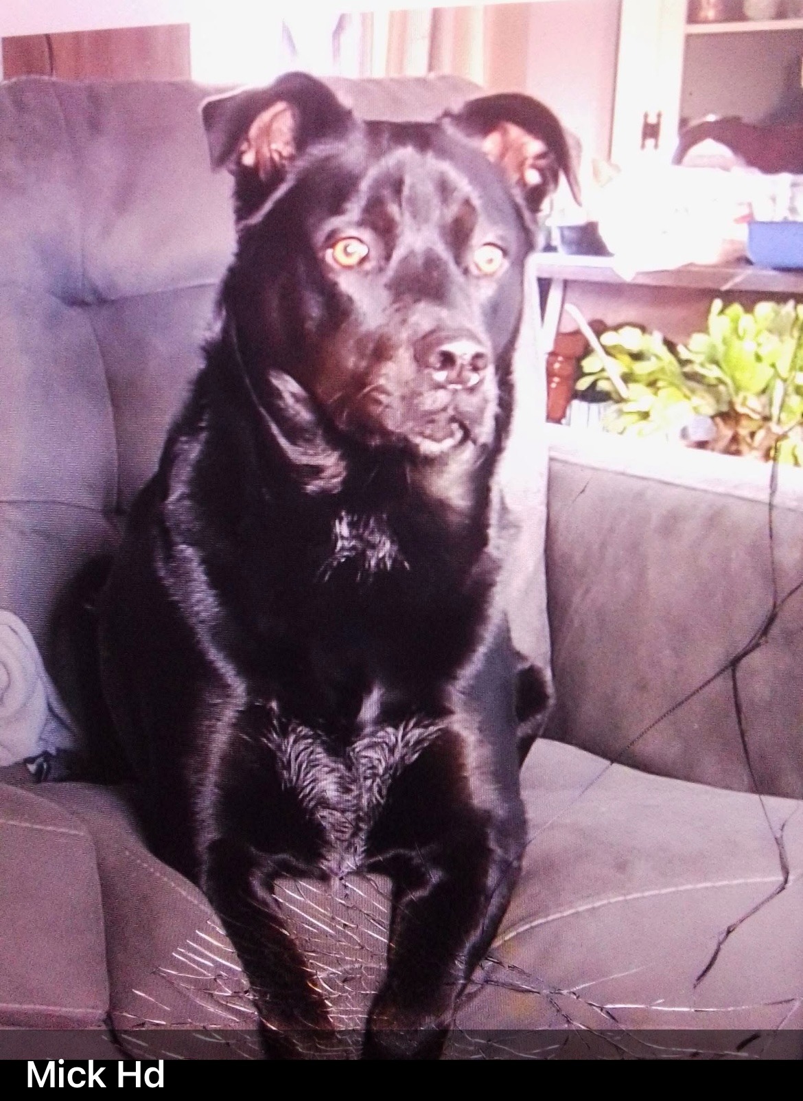 Emergency Vet Fund for Carl’s Dog campaign photo, 2 of 4