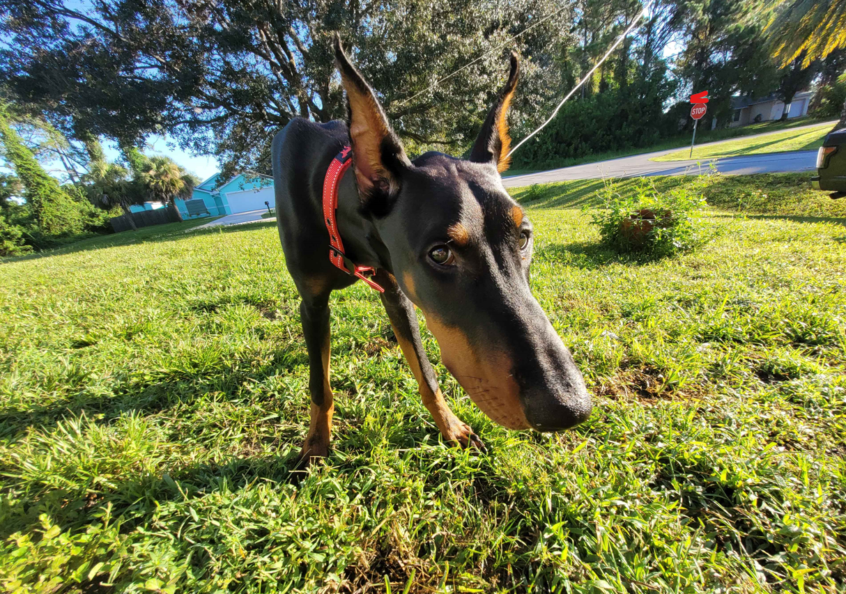 Help Loki Recover from Emergency Vet Bill campaign photo, 4 of 5