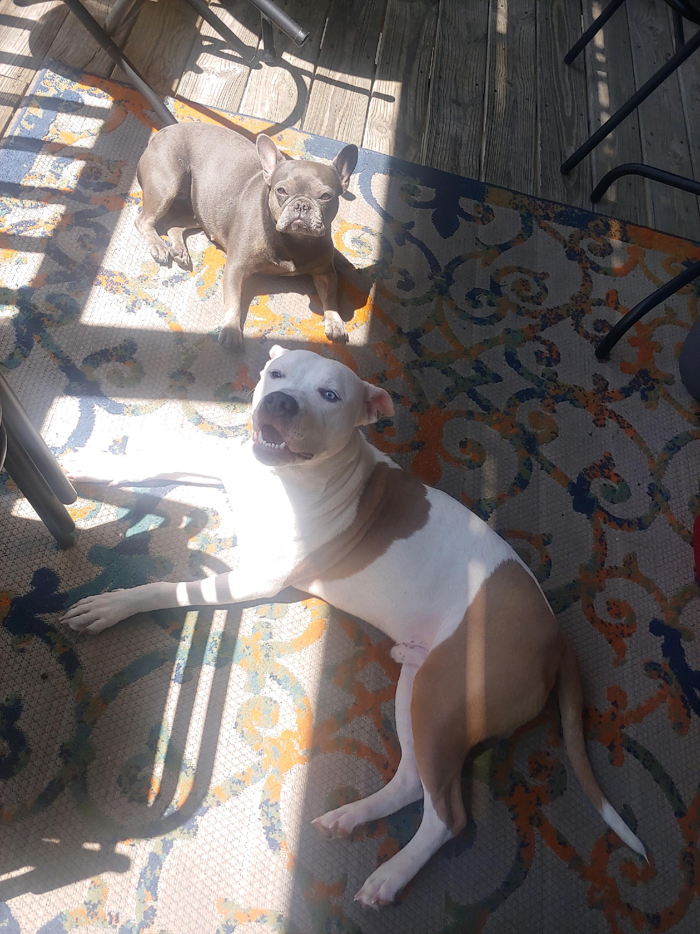 Support Family and Dogs After Devastating Fire campaign photo, 2 of 6