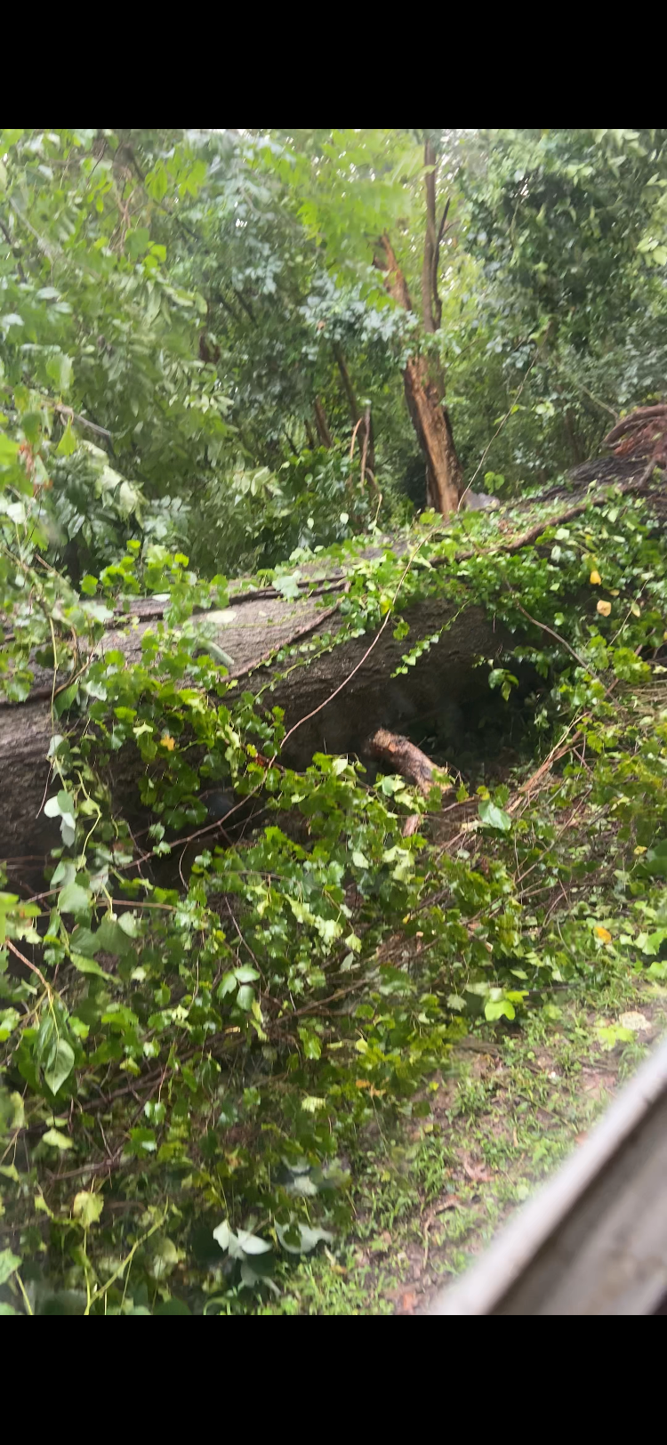 Help Us Rebuild After a Fallen Tree Destroyed Our Home campaign photo, 2 of 8