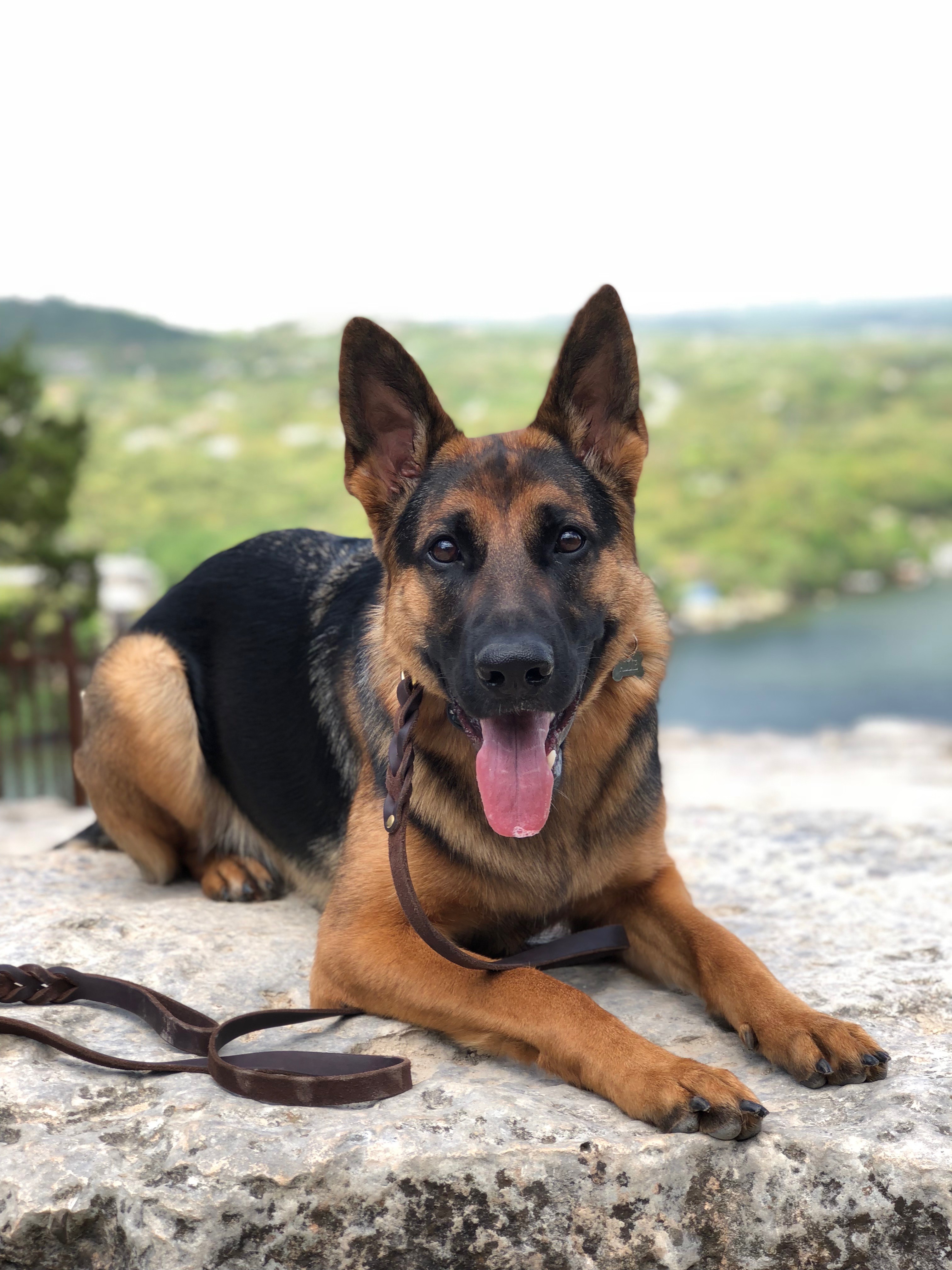 Help Give Allie her best fighting Chance campaign photo, 4 of 8