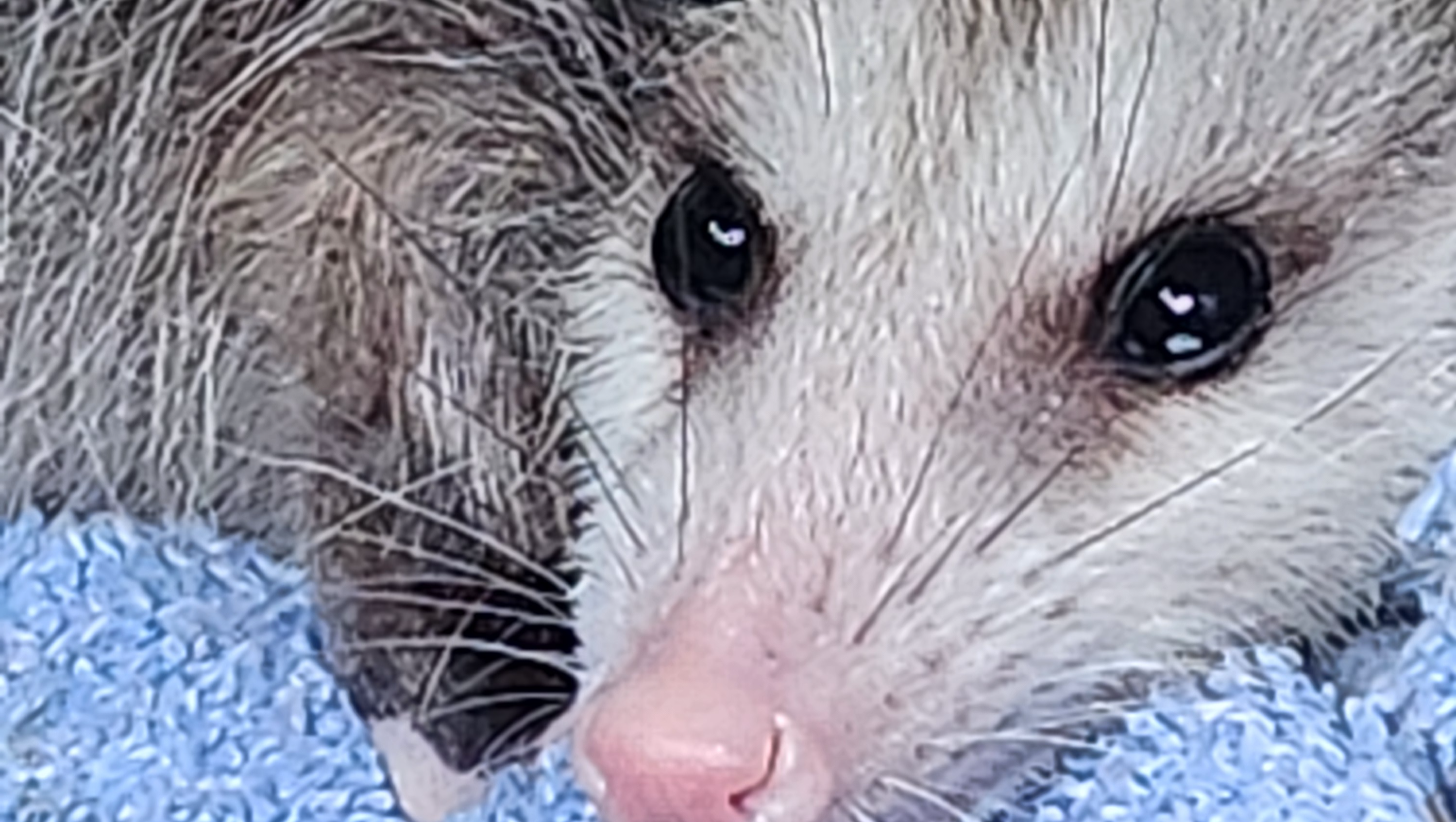 Donate to Expand Helping Hands Wildlife Center photo