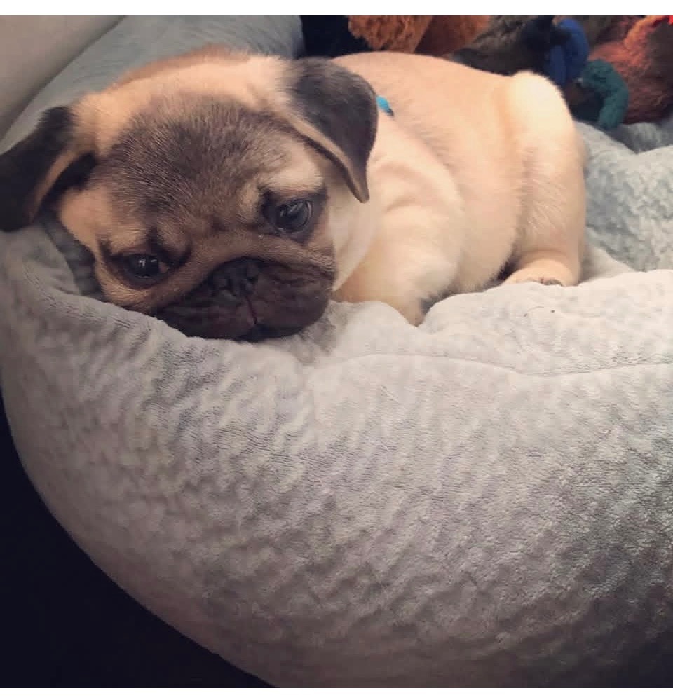 Help Adriana Heal: Bring Home a New Pug campaign photo, 7 of 8