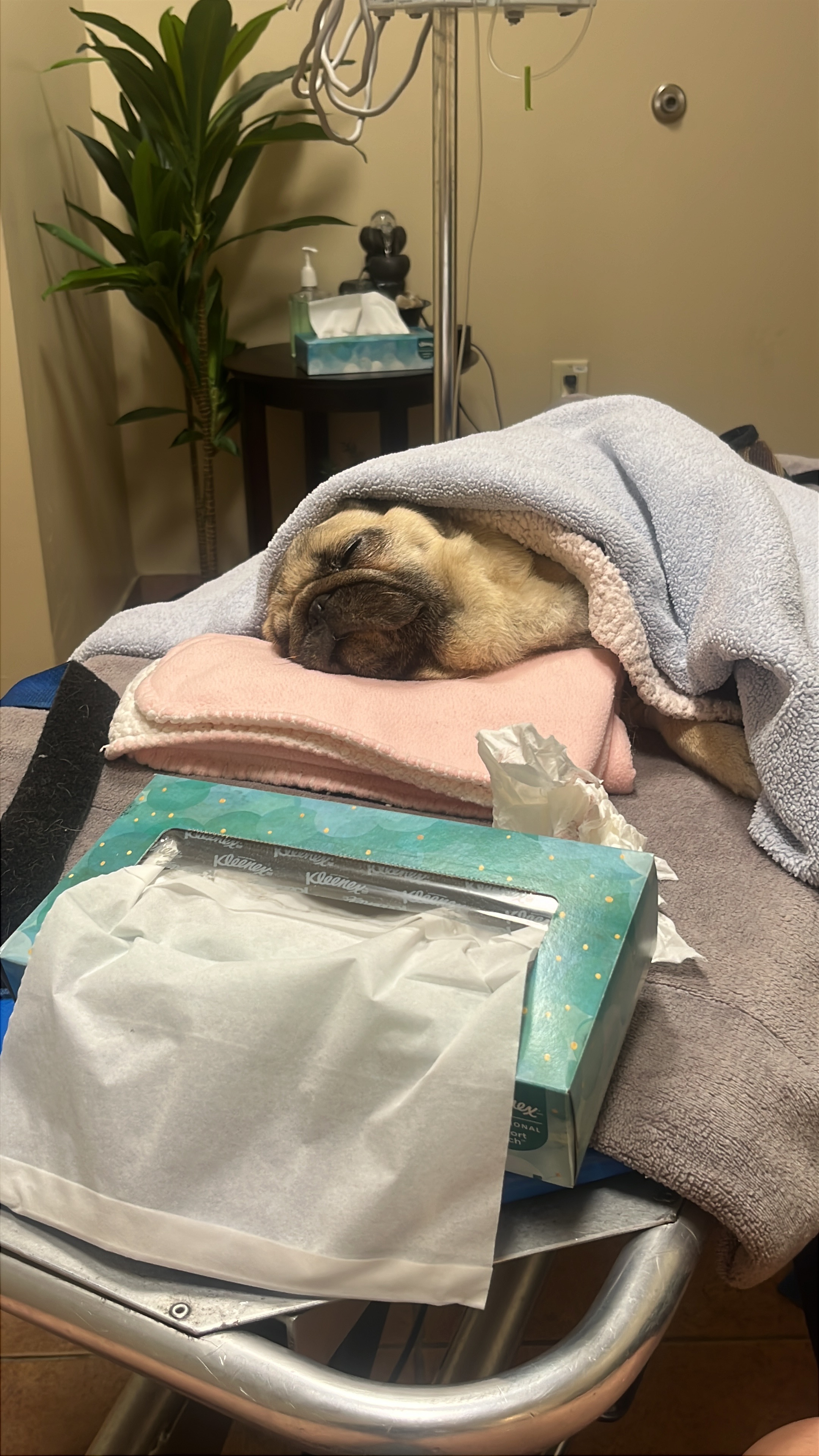 Help Adriana Heal: Bring Home a New Pug campaign photo, 2 of 8