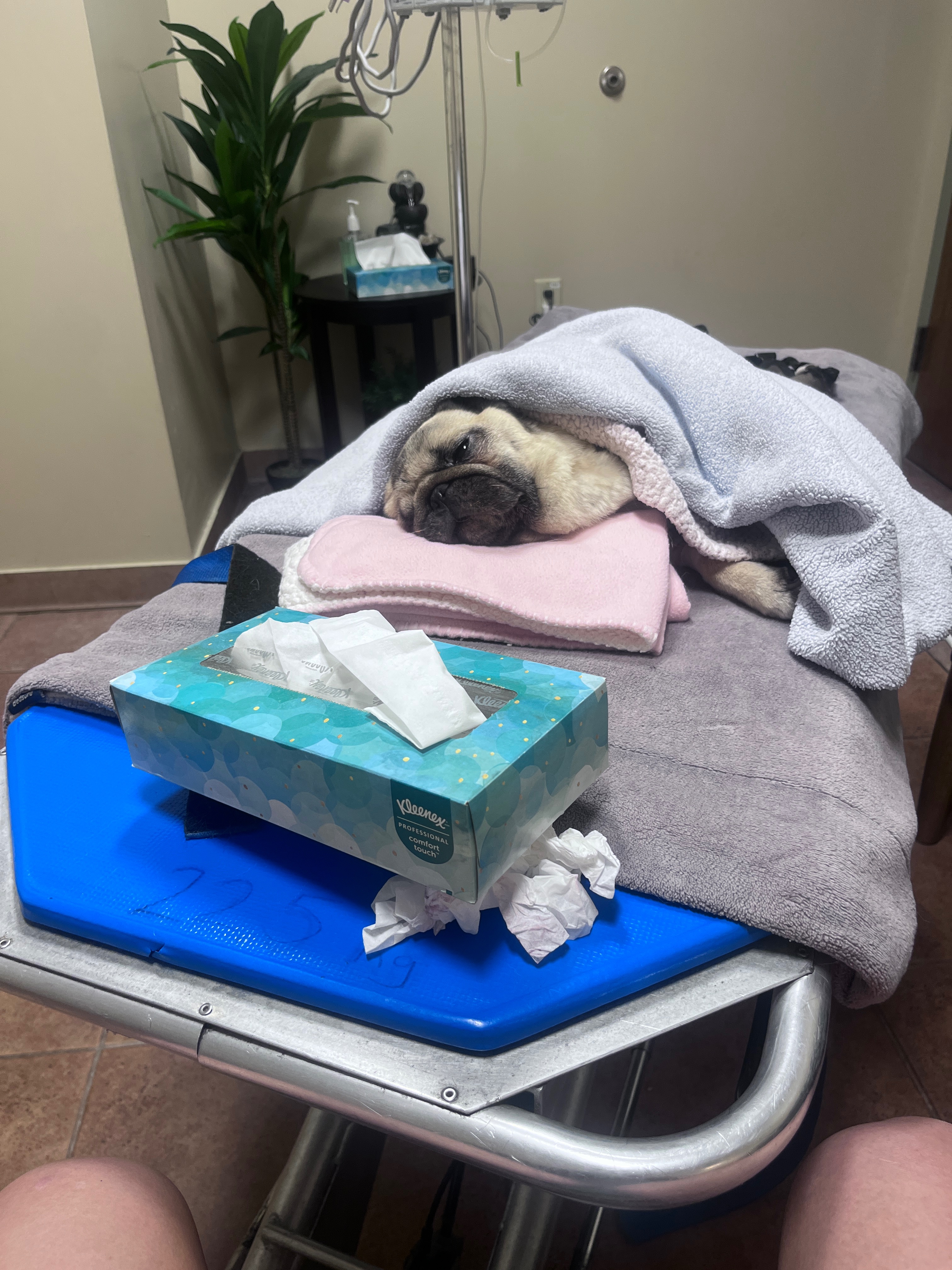 Help Adriana Heal: Bring Home a New Pug campaign photo, 4 of 8