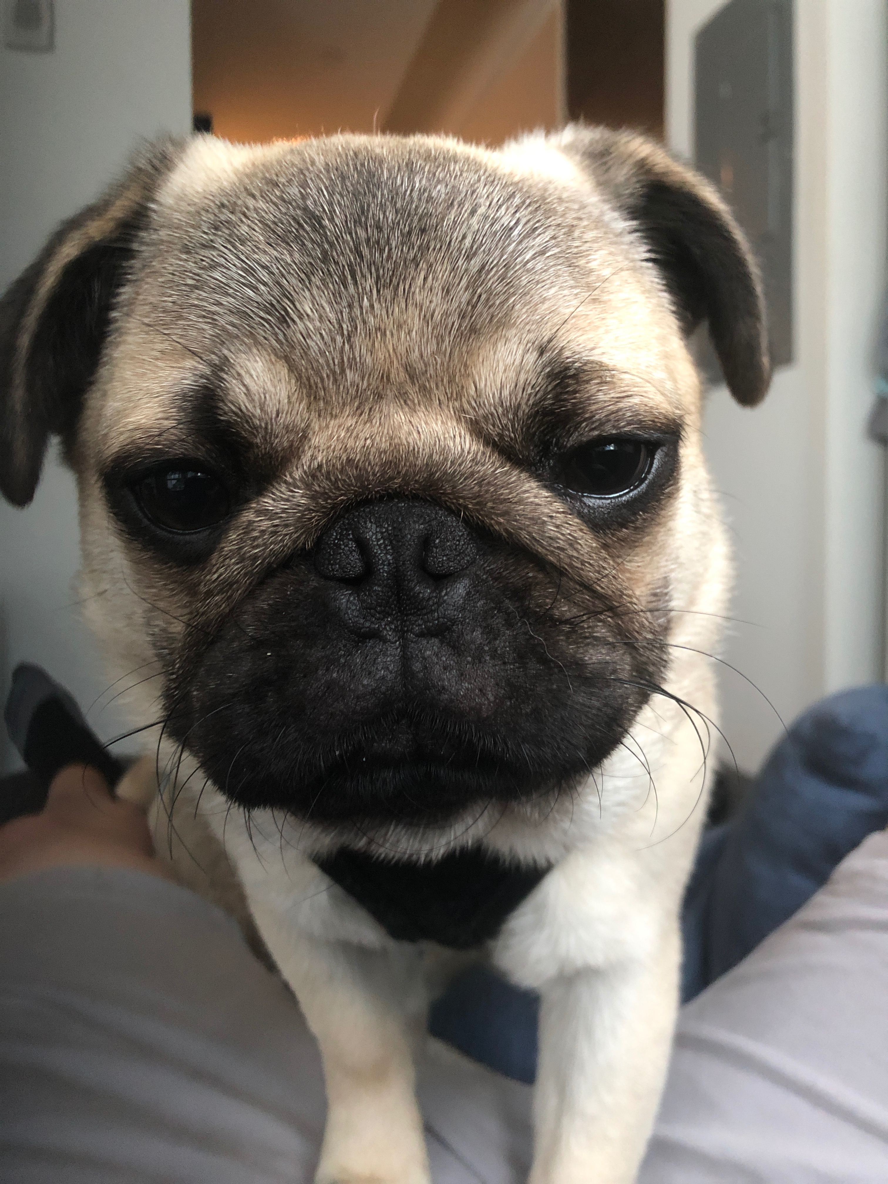 Help Adriana Heal: Bring Home a New Pug campaign photo, 5 of 8