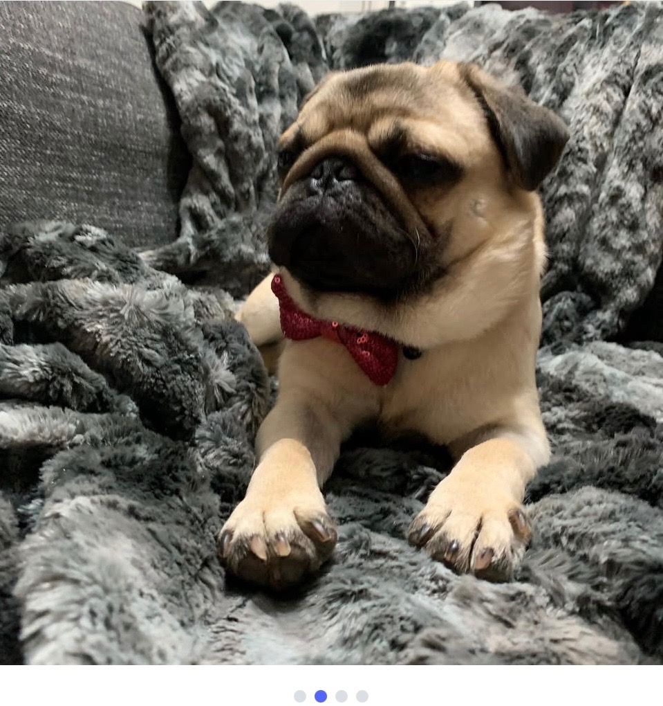 Help Adriana Heal: Bring Home a New Pug campaign photo, 6 of 8
