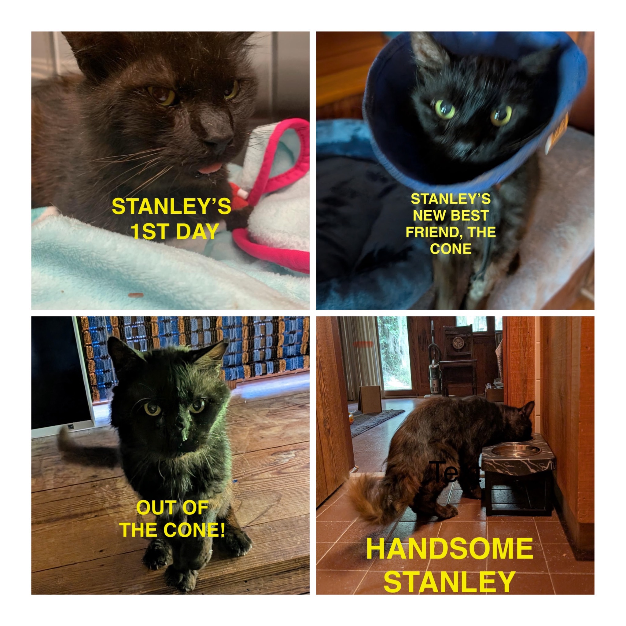 Help HAL Save More Sick and Injured Cats campaign photo, 6 of 7