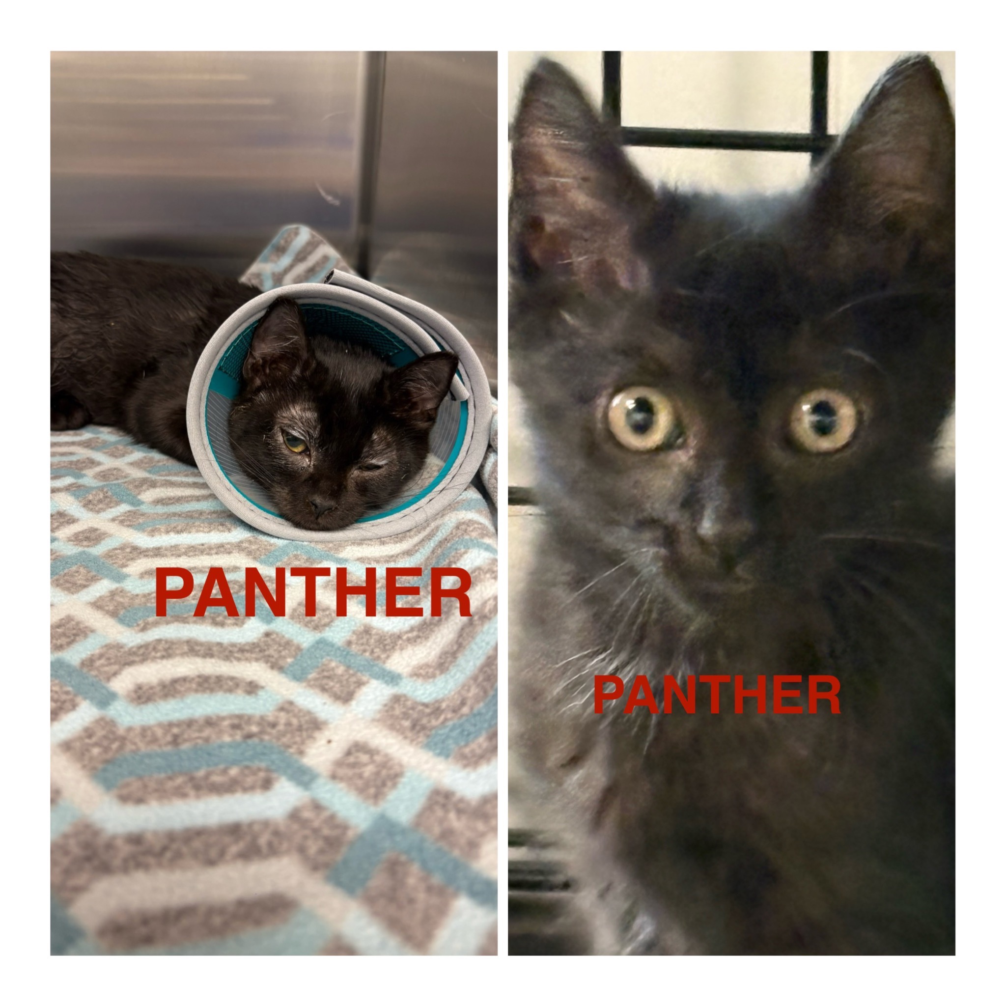 Help HAL Save More Sick and Injured Cats campaign photo, 2 of 7