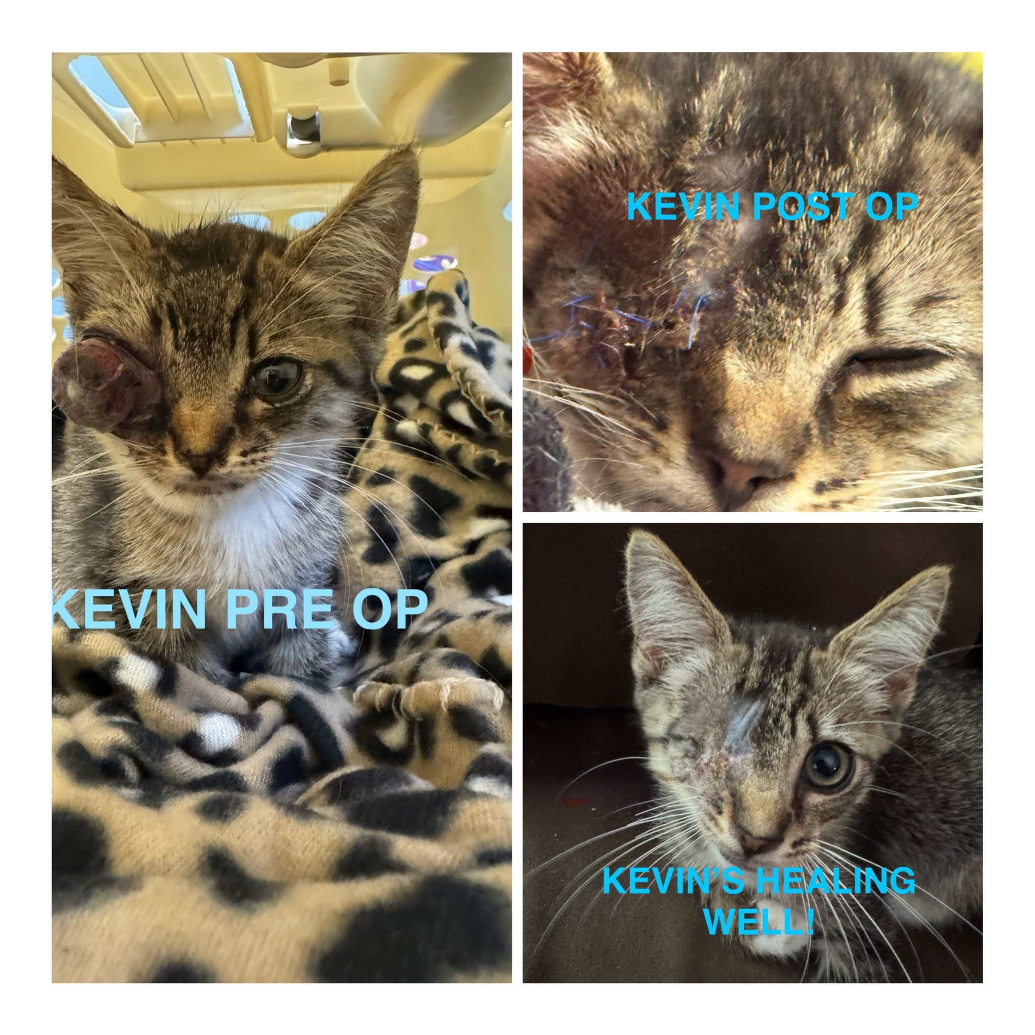 Help HAL Save More Sick and Injured Cats campaign photo, 4 of 7