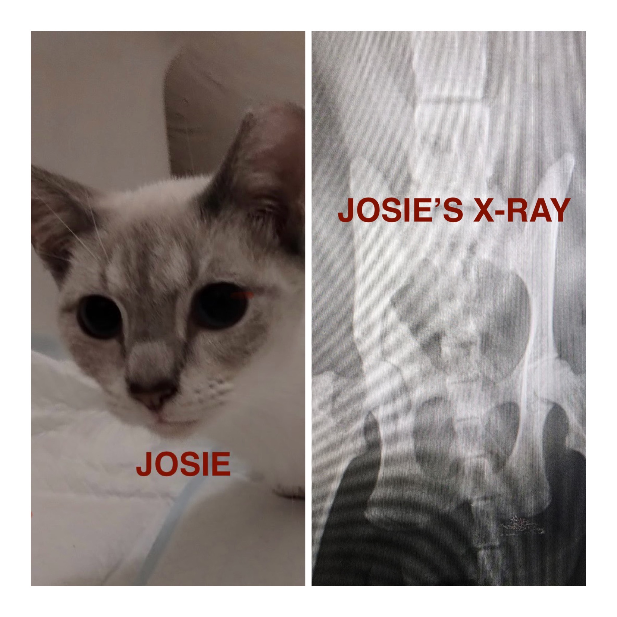 Help HAL Save More Sick and Injured Cats campaign photo, 5 of 7