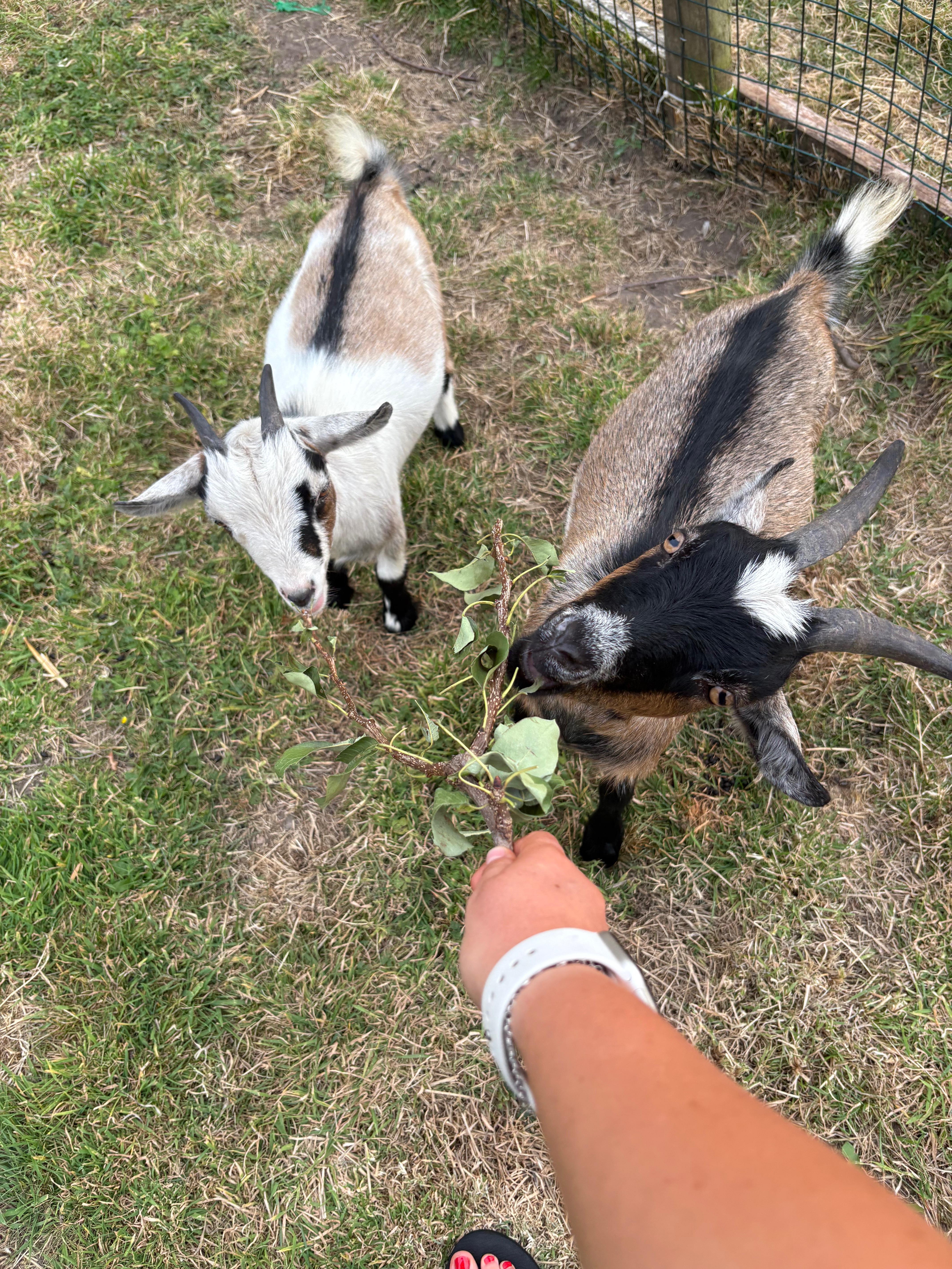 Creation of Tiny Treasures Farm campaign photo, 2 of 4