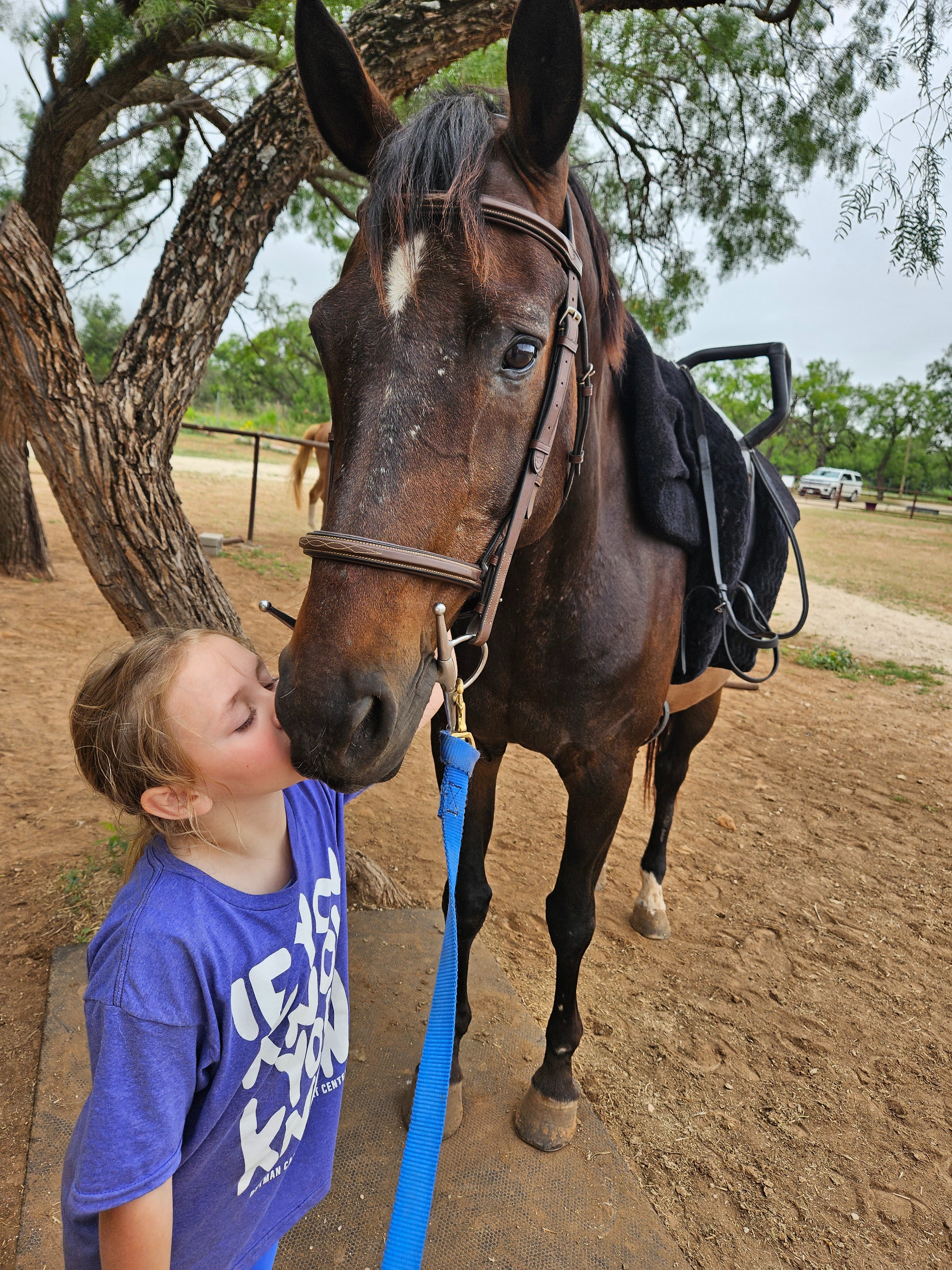 A Special Pad for Our Beloved Horses campaign photo, 7 of 7