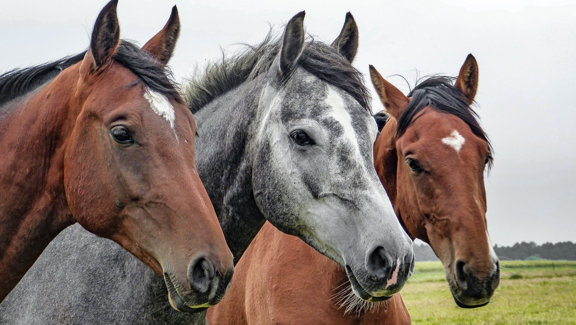 Please help make my horse dream come true! photo