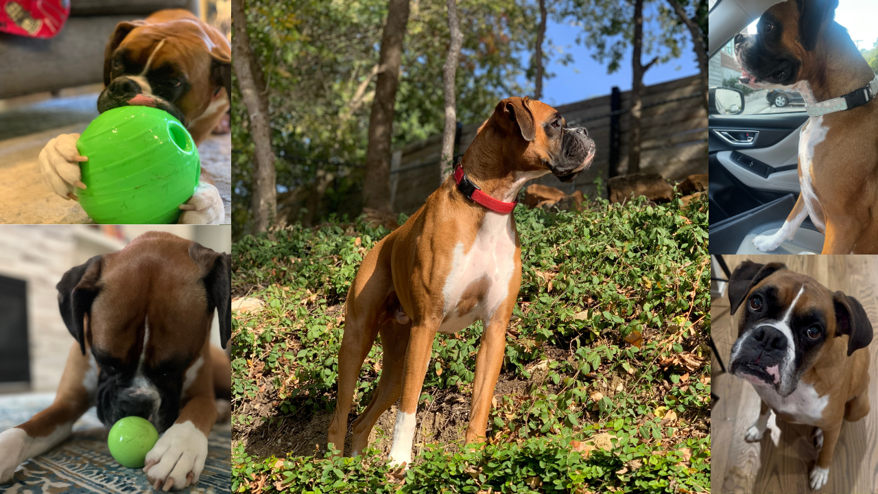 Help Us Keep Rescued Boxers Safe in Memory of Brando campaign photo, 2 of 4