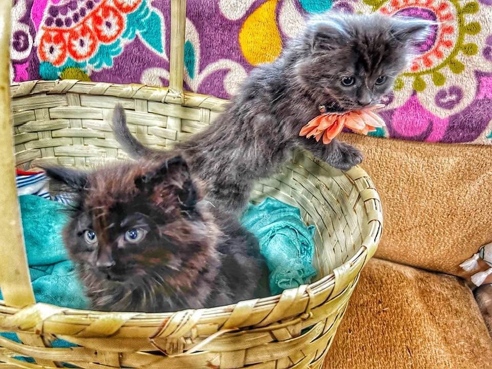 Foster Animals Need Your Help campaign photo, 5 of 8