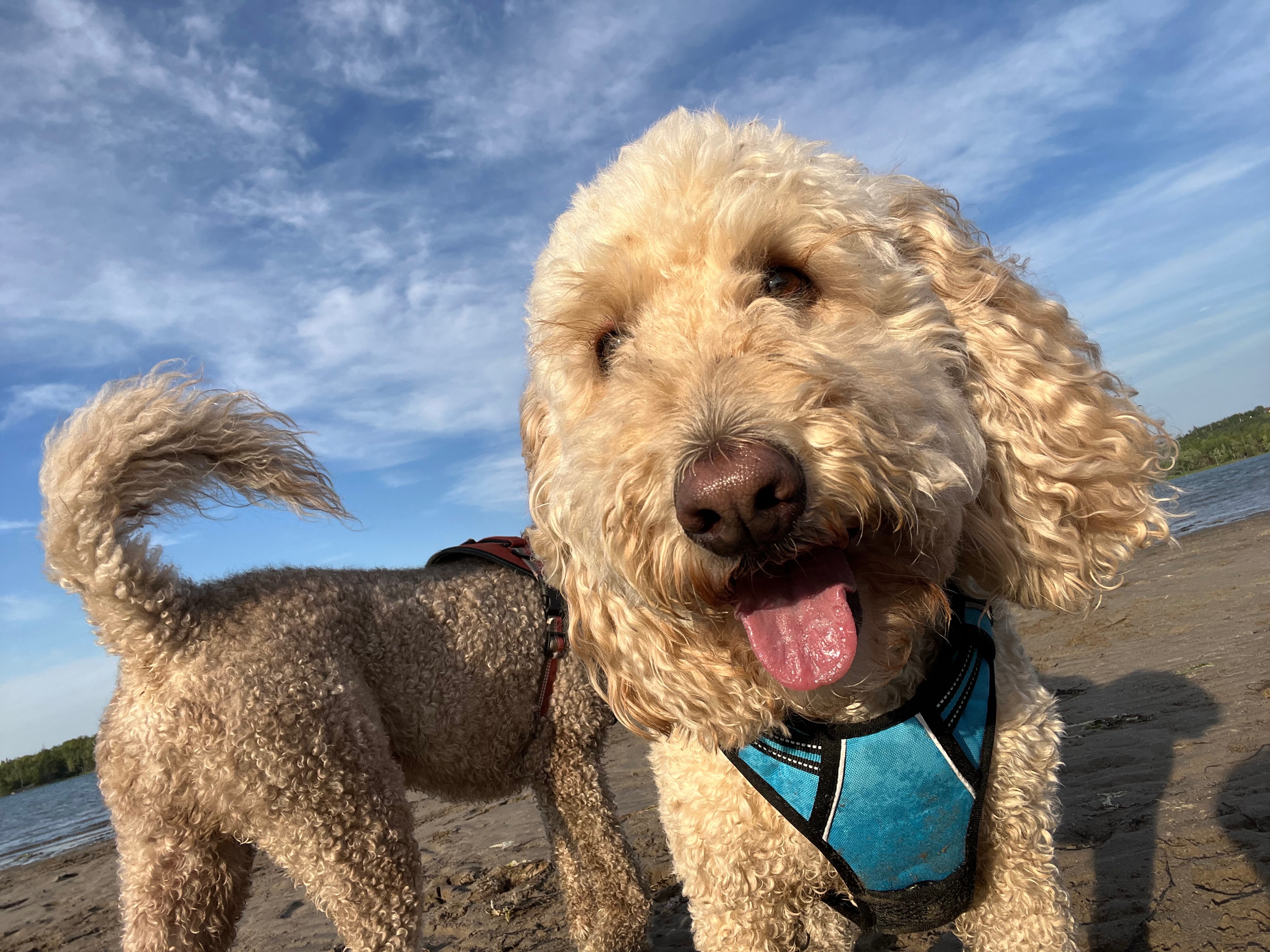 Help Apollo get back on his Paws campaign photo, 6 of 7