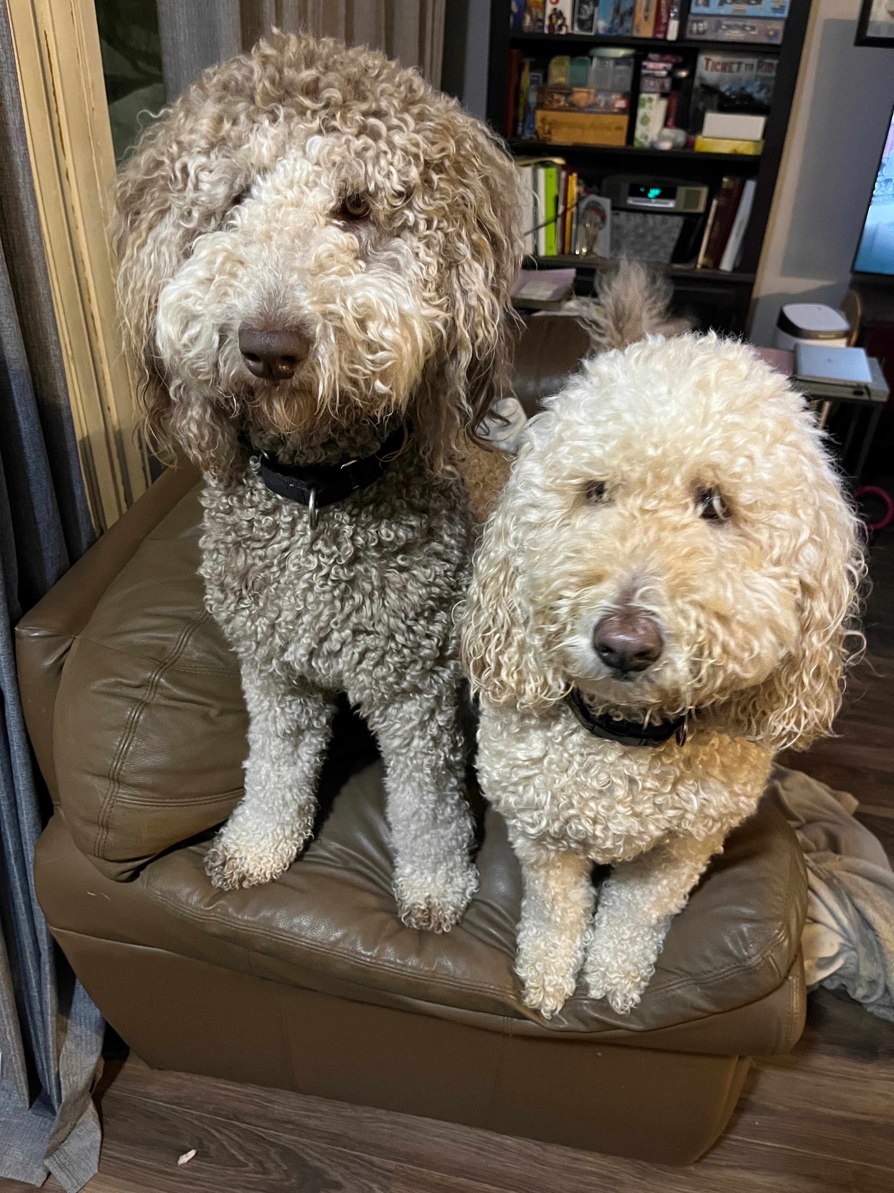 Help Apollo get back on his Paws campaign photo, 2 of 7