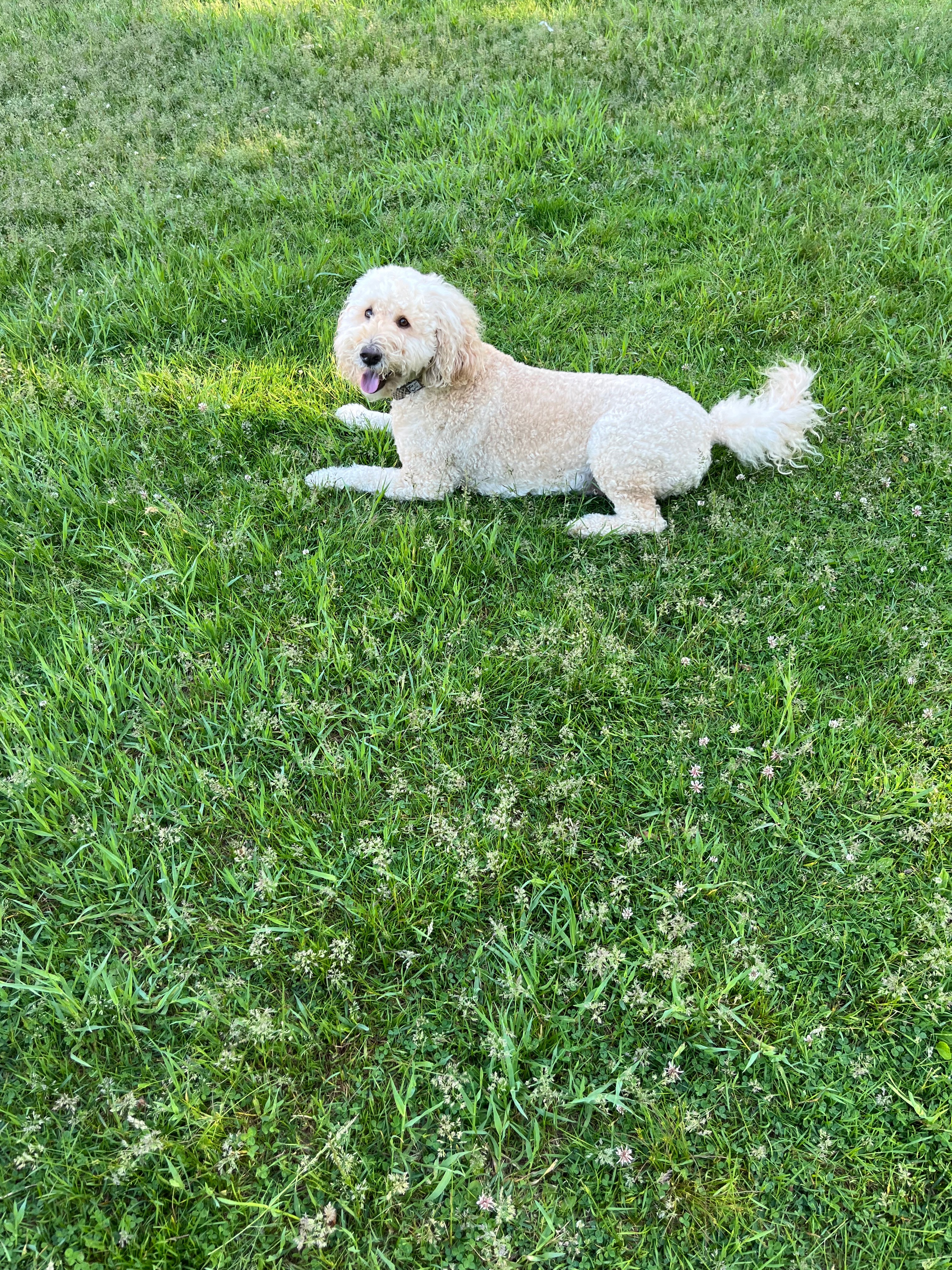 Help Apollo get back on his Paws campaign photo, 5 of 7