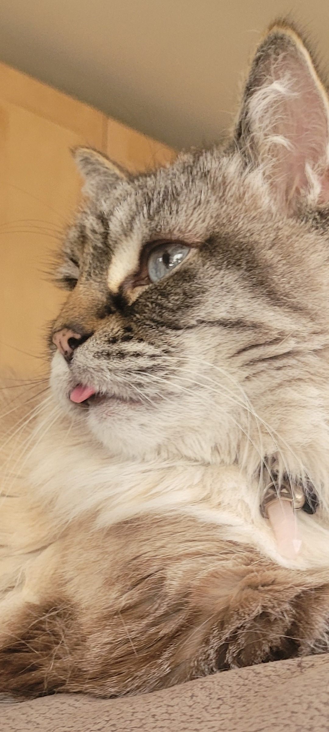 Booka's Final Vet Bills :c campaign photo, 2 of 7