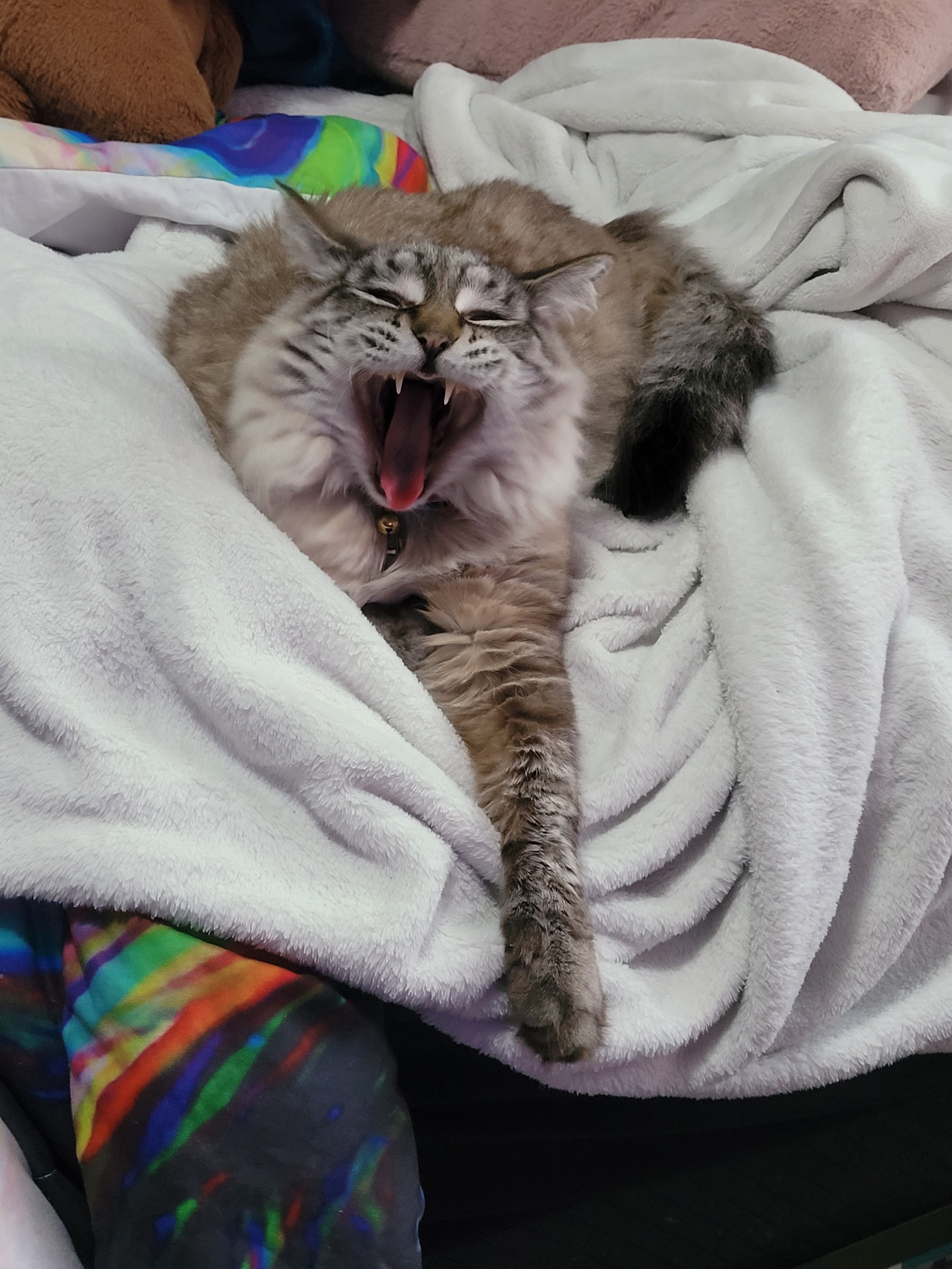 Booka's Final Vet Bills :c campaign photo, 5 of 7