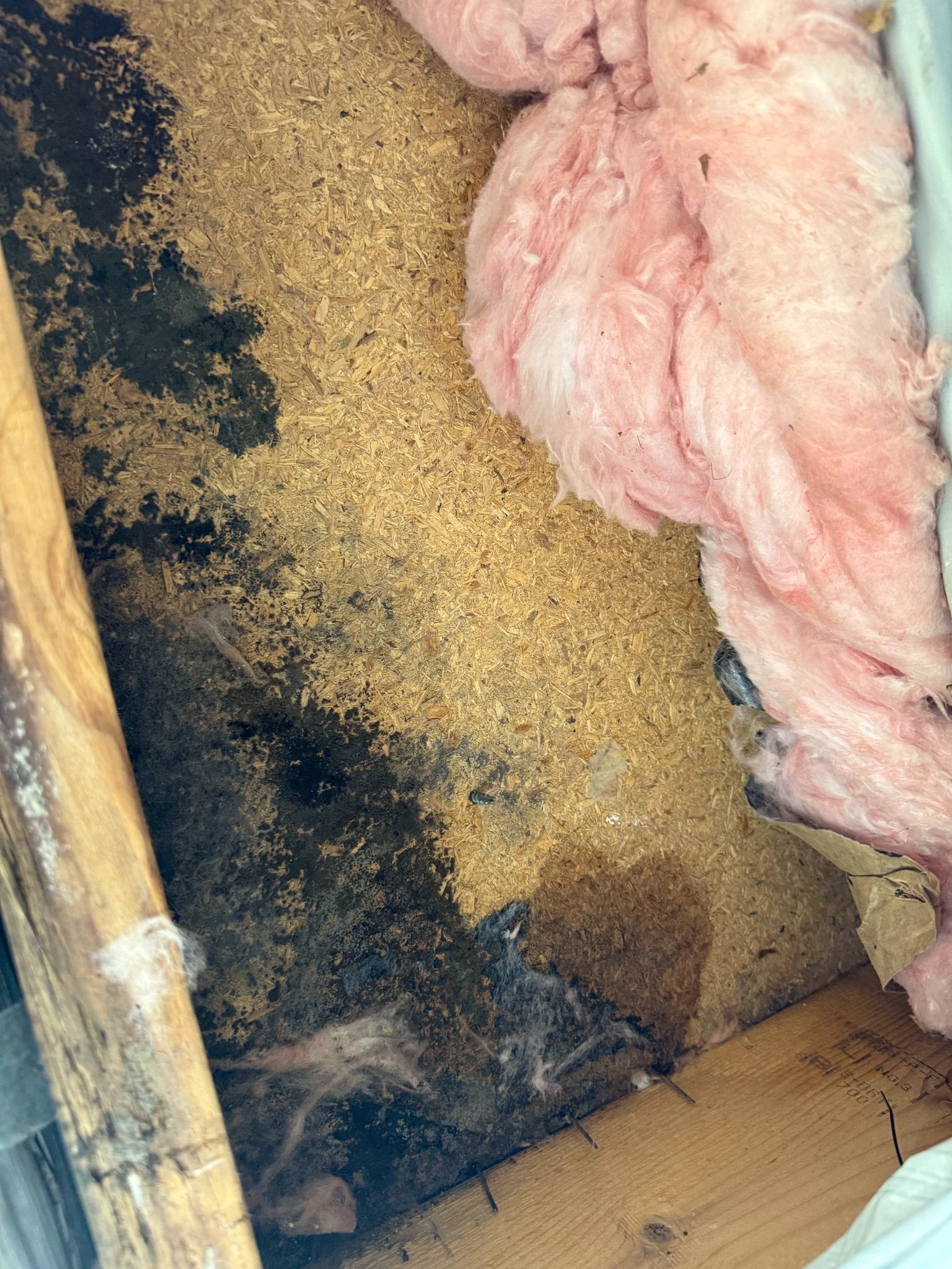 Support the McLaughlins: A Fight Against Toxic Mold campaign photo, 5 of 8
