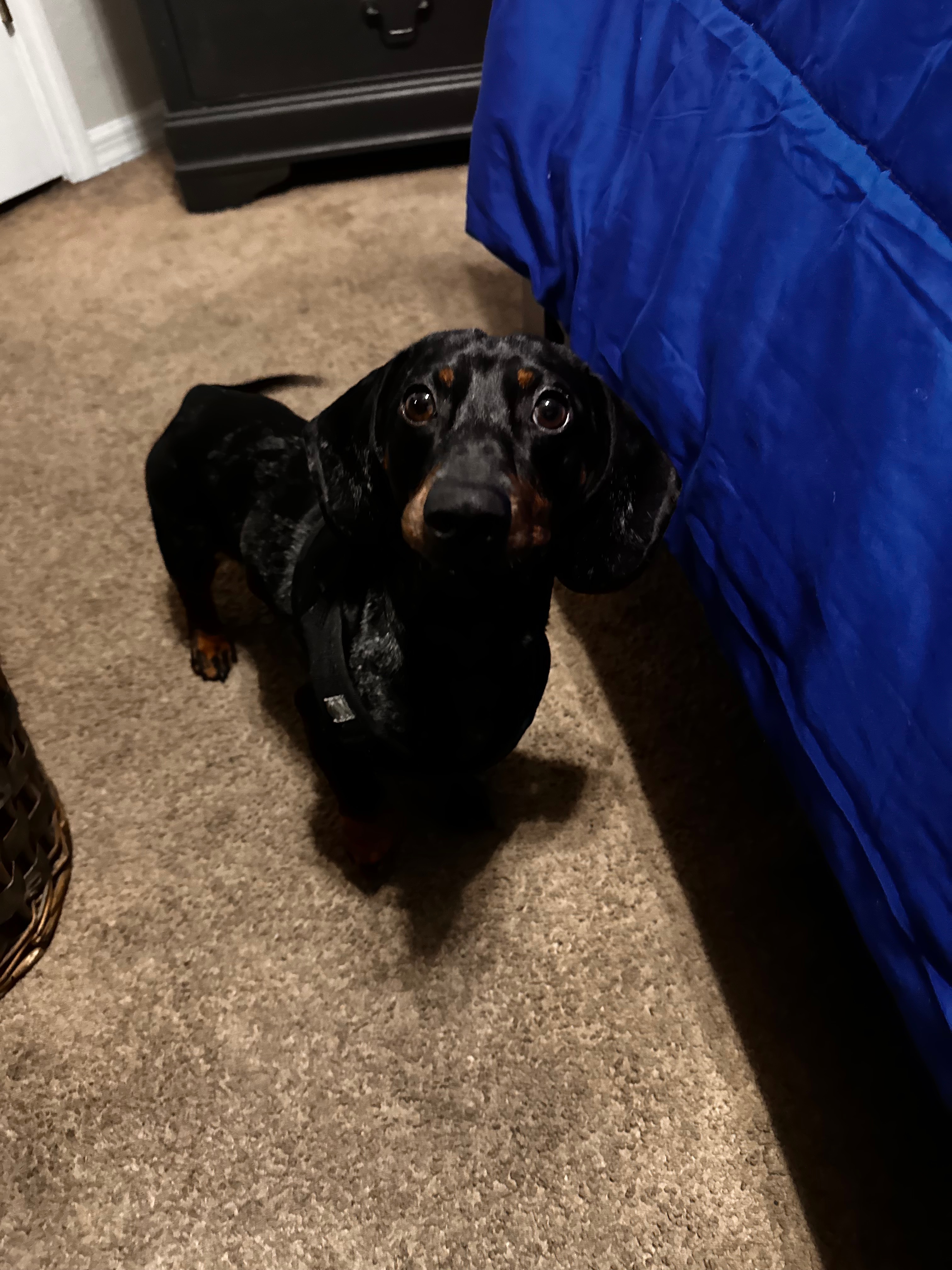 User-uploaded image 1