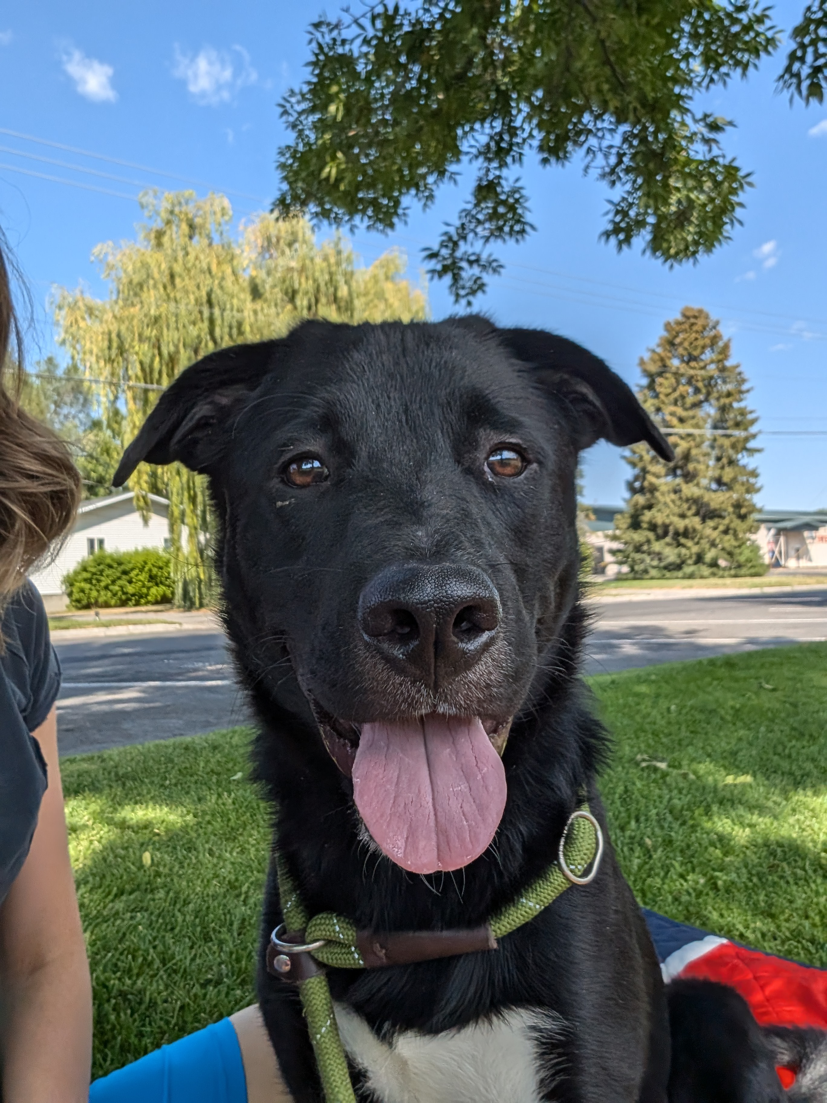 Help Me Adopt the Dog Who Can Change My Health Journey campaign photo, 2 of 4