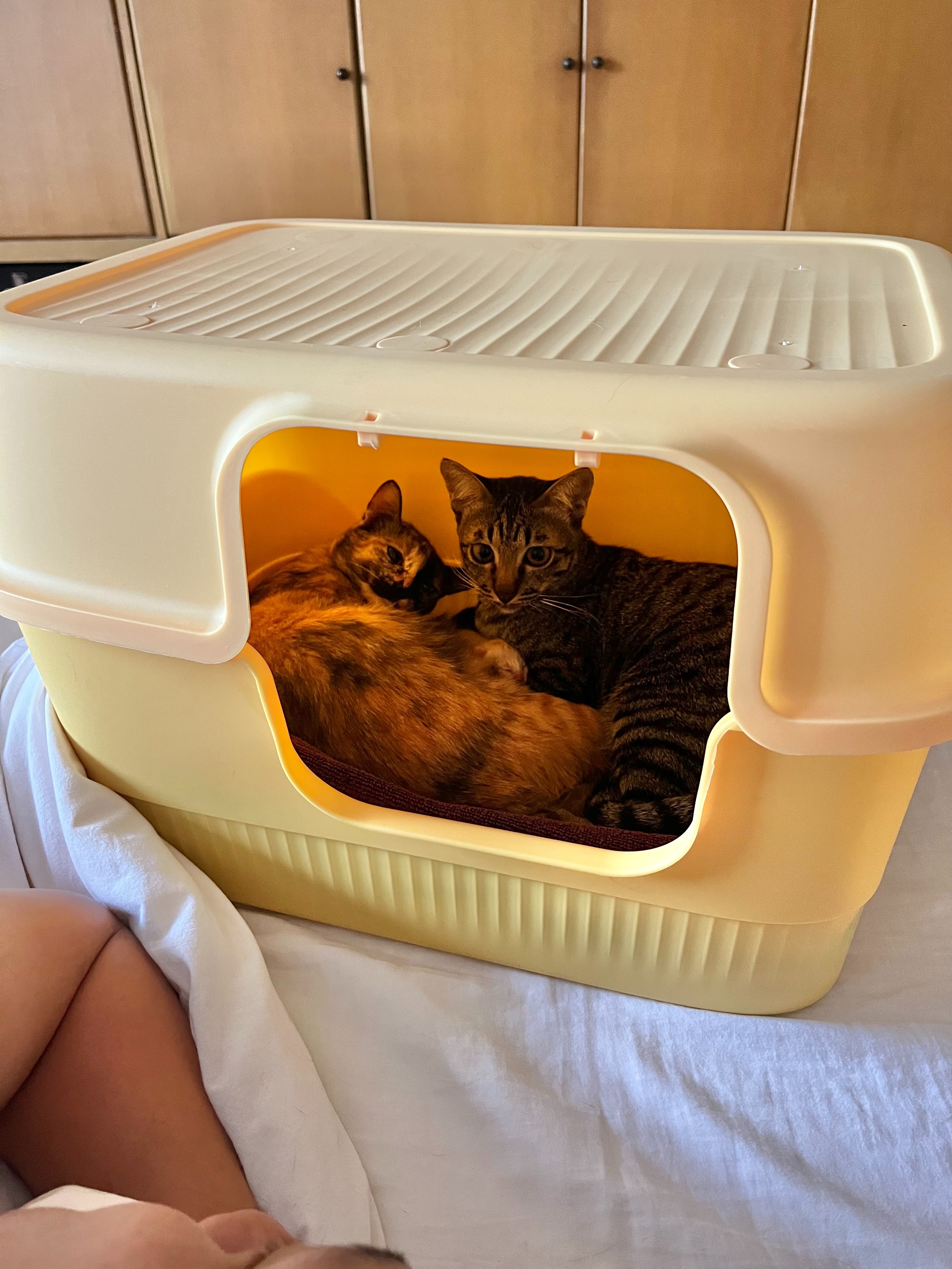 Love for Maki and Niko's Kittens, and the Cat Colony campaign photo, 7 of 8