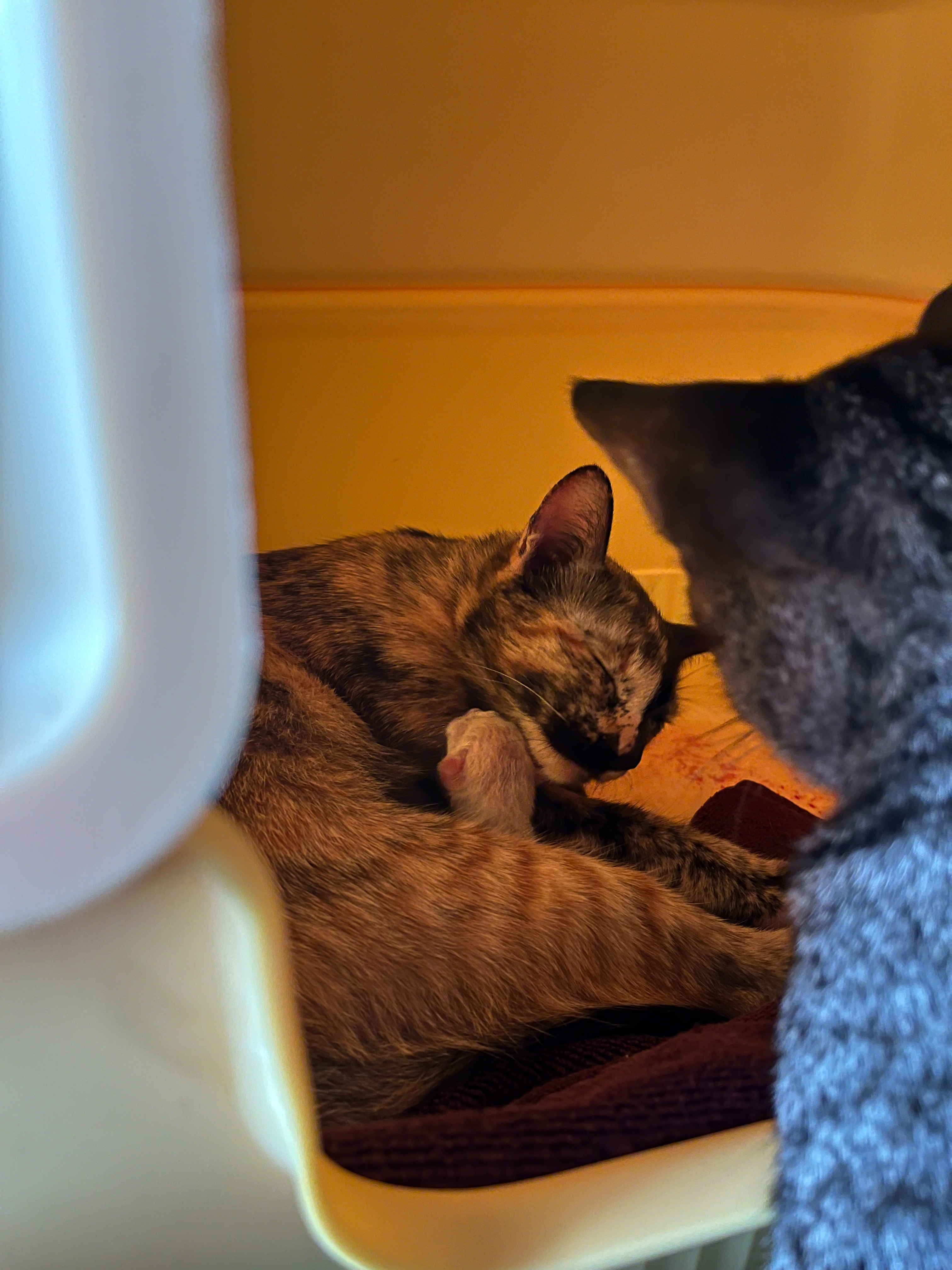 Love for Maki and Niko's Kittens, and the Cat Colony campaign photo, 2 of 8