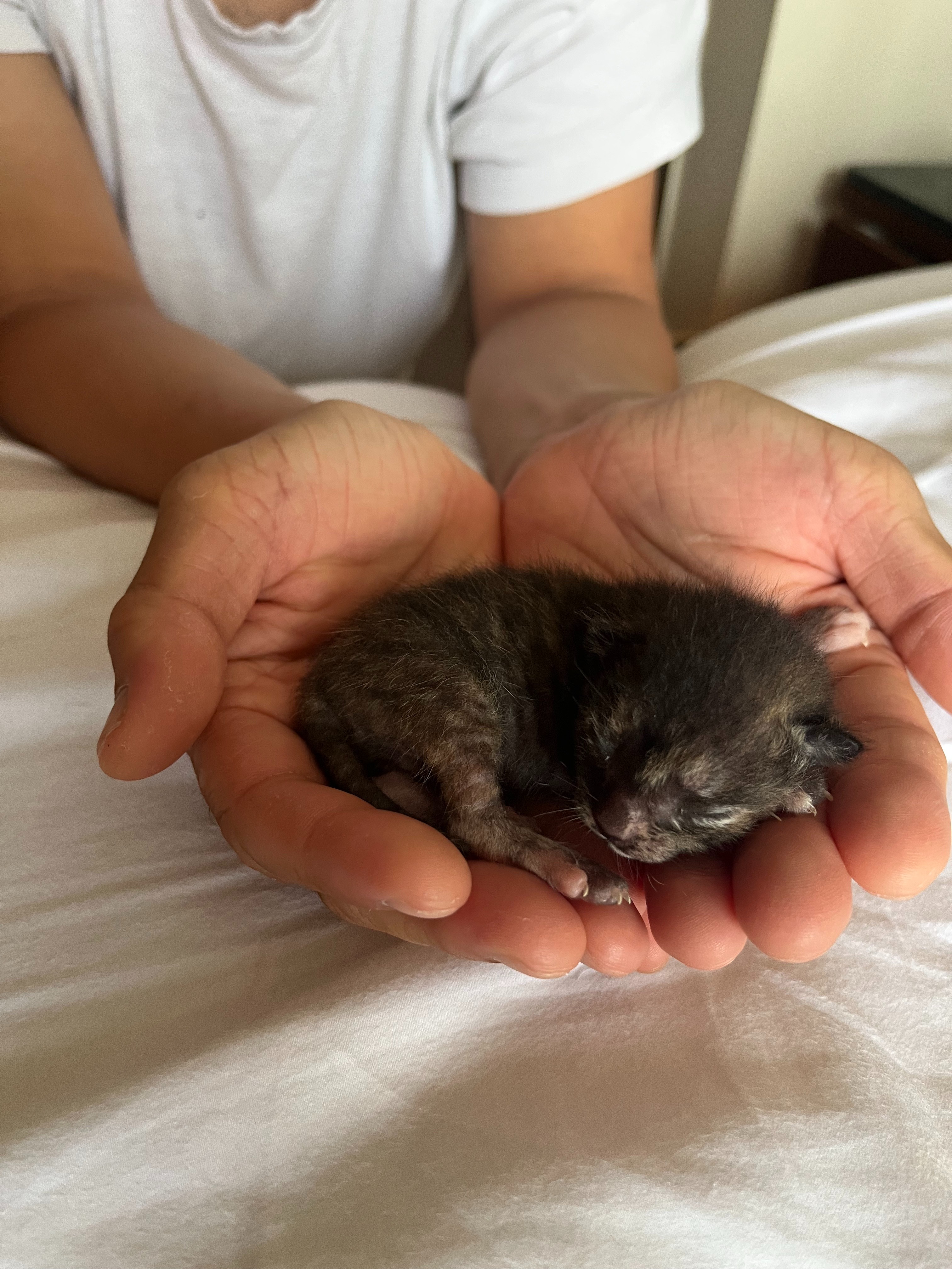 Love for Maki and Niko's Kittens, and the Cat Colony campaign photo, 5 of 8