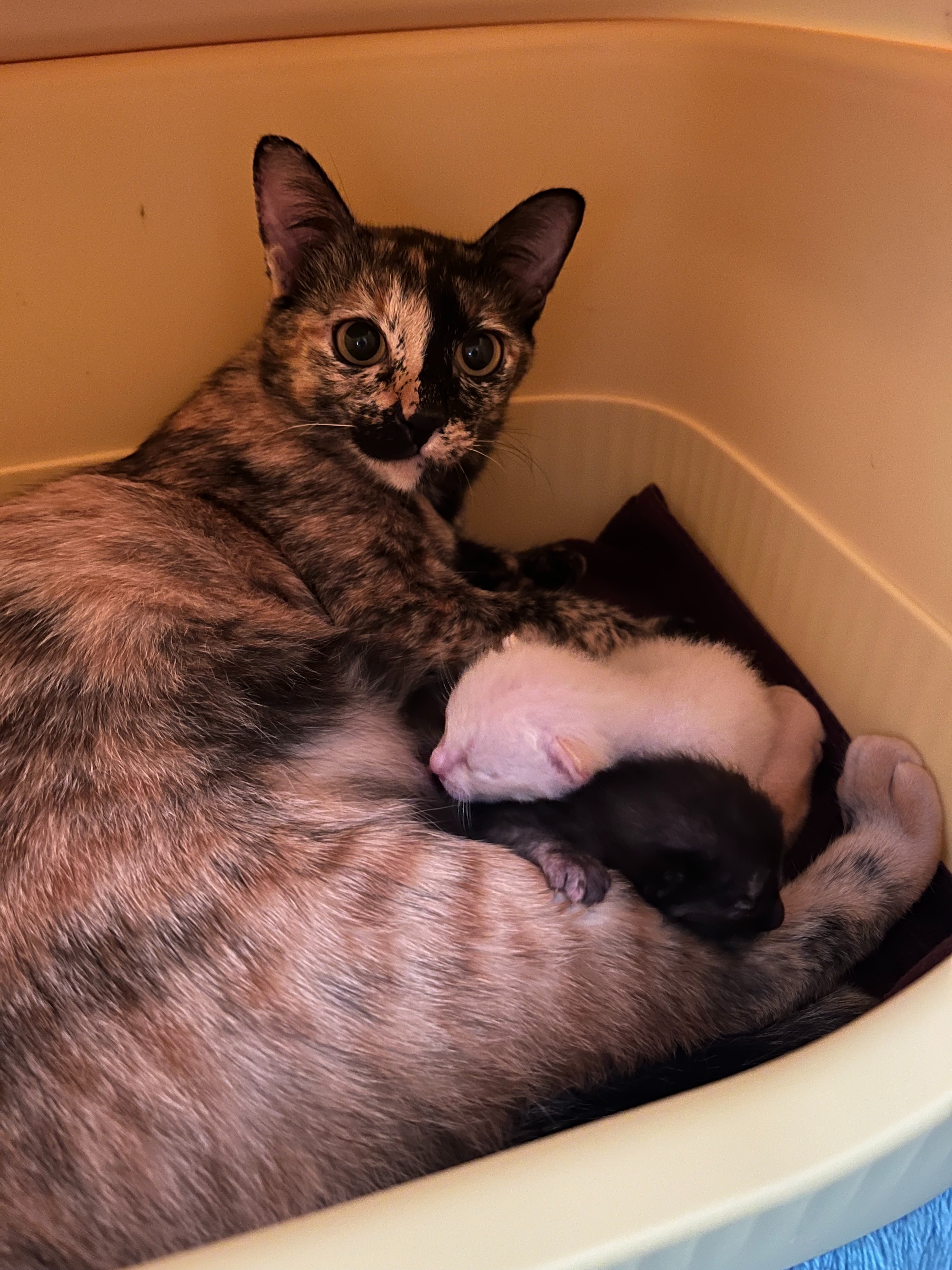 Love for Maki and Niko's Kittens, and the Cat Colony campaign photo, 6 of 8